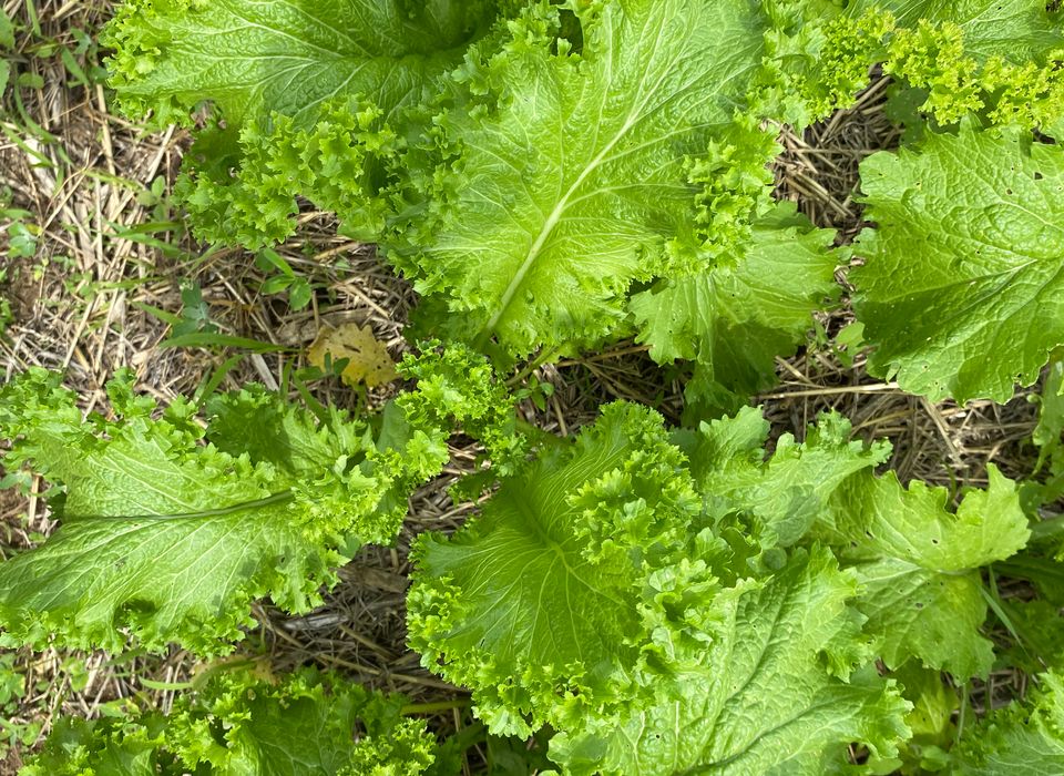 Southern Giant Curled Mustard Greens