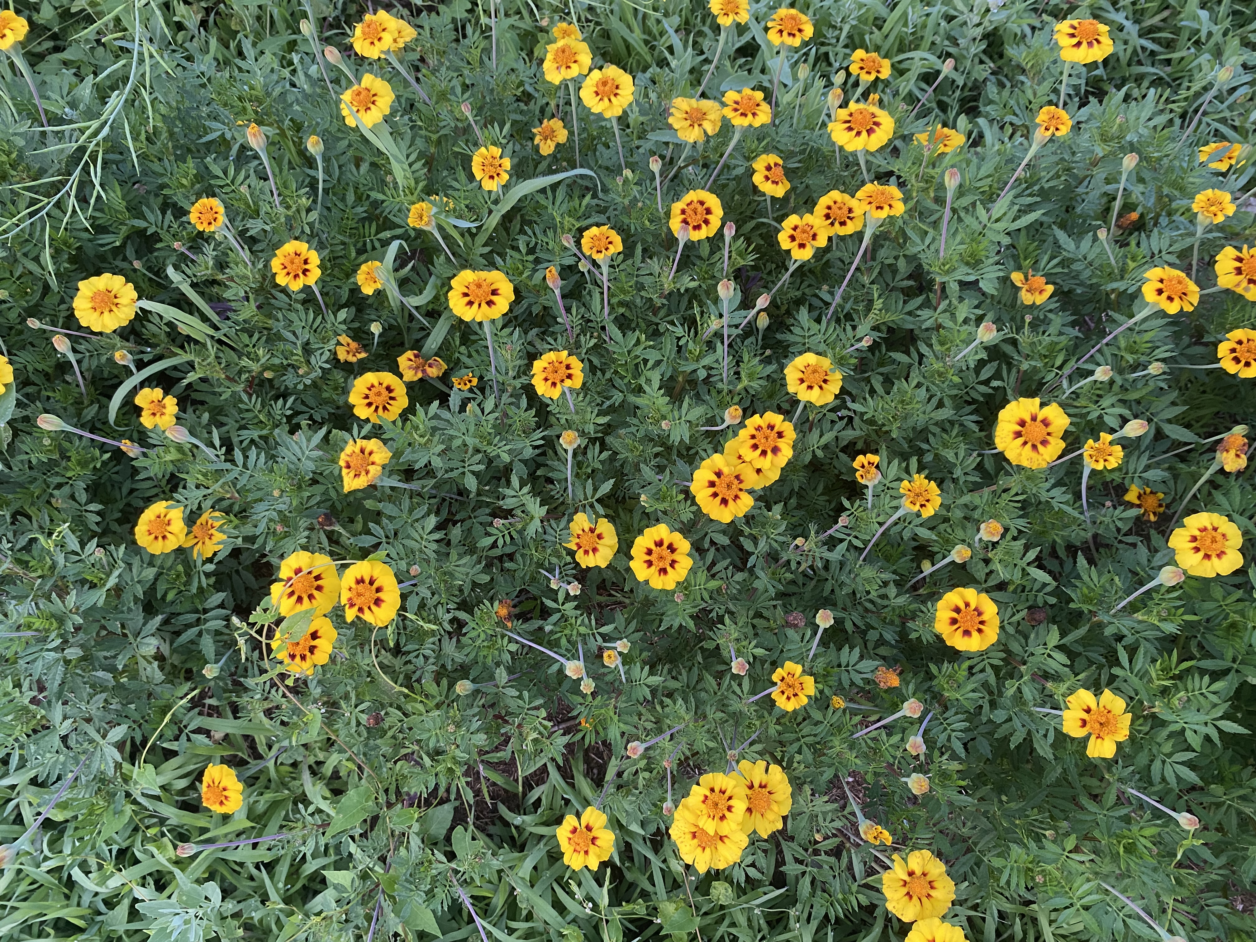 Legion of Honour Marigold