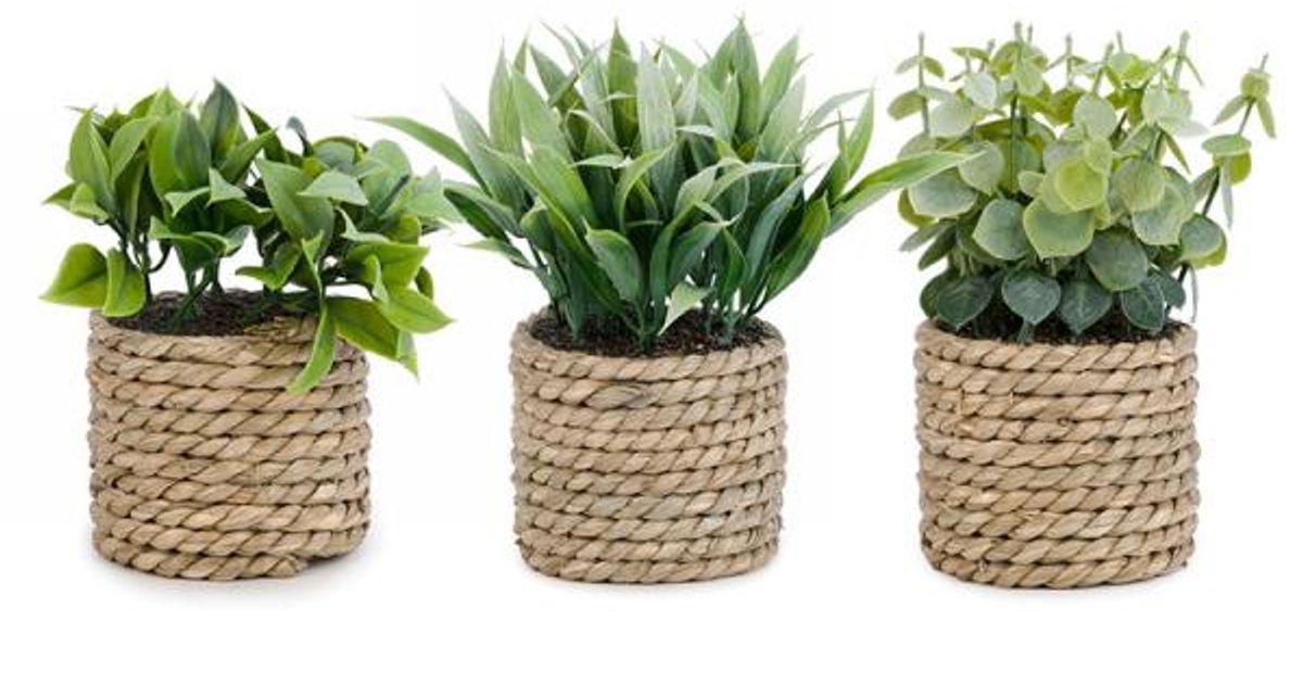 Plant in a braided straw pot