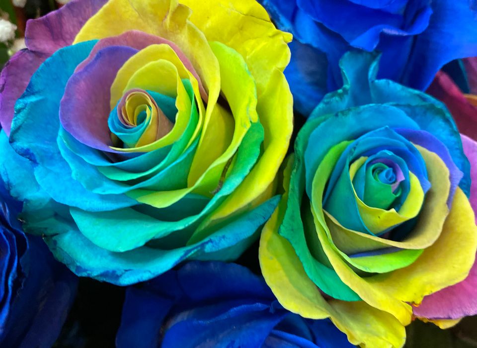 Rainbow and blue rose