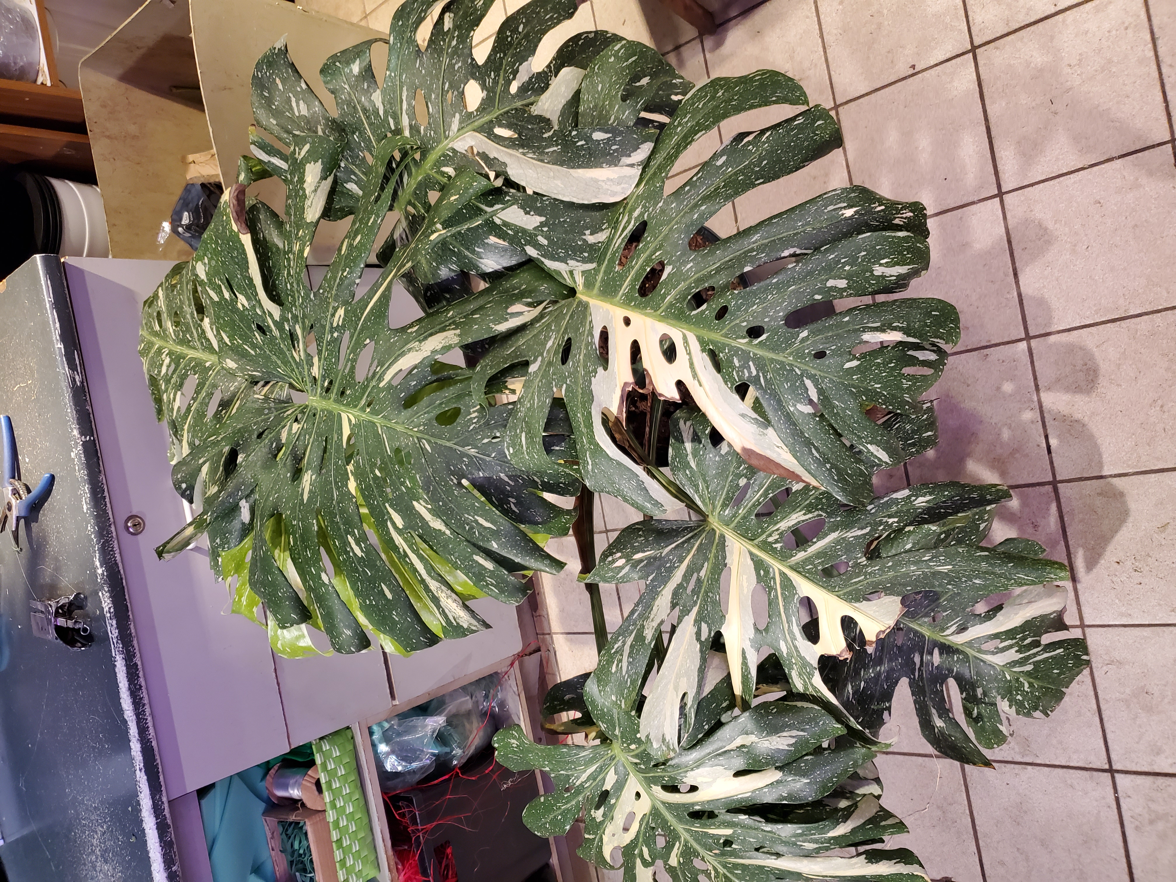 Thai constellation monstera xxxl