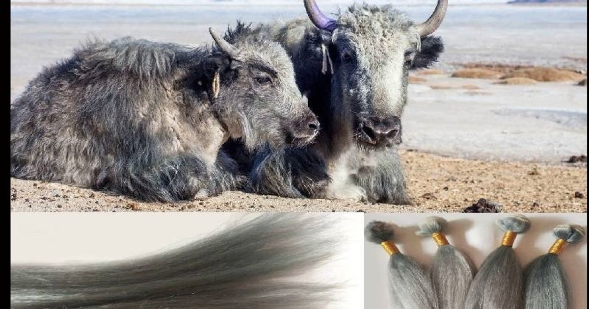 Yak hair Weft Bundle Silver Grey 22 '' (56 cm) 1 pack 100g ww