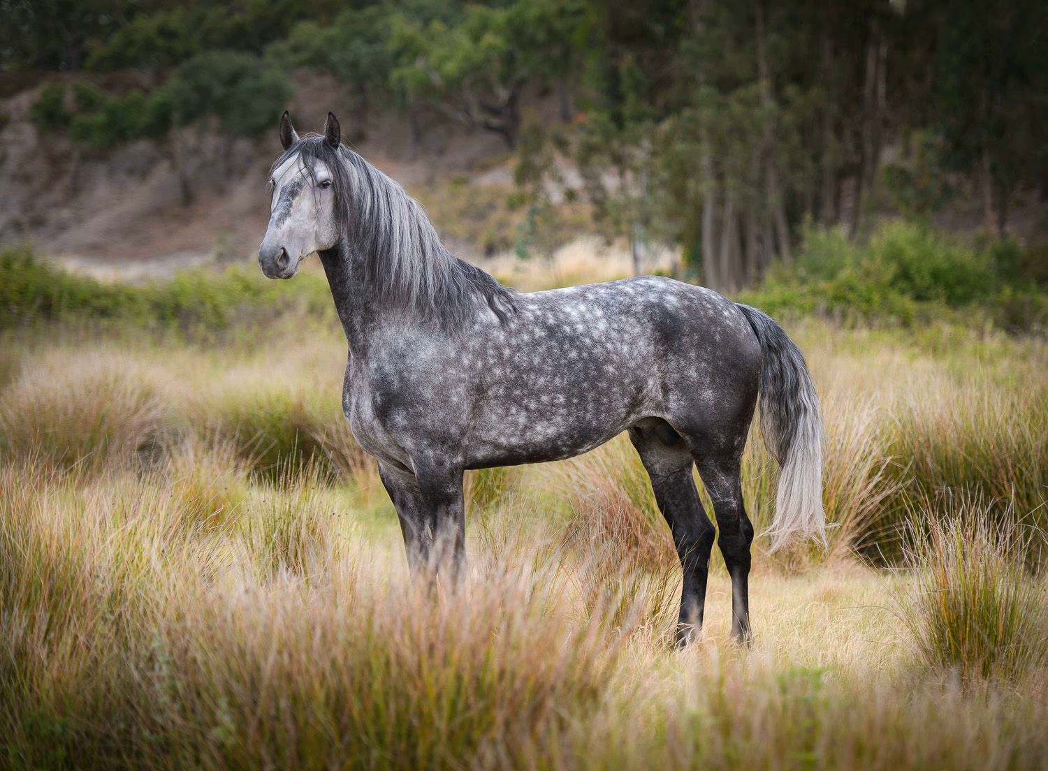 Cheval gris clearance foncé