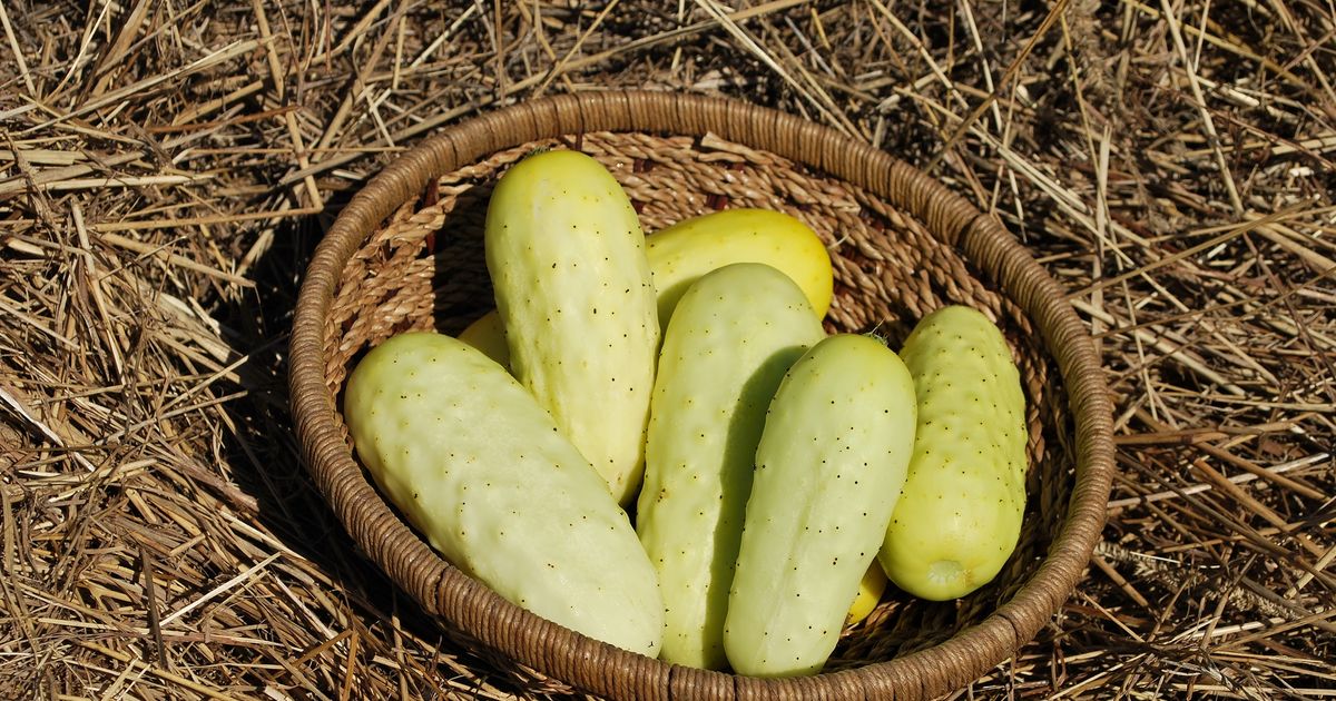 Organic Seed Salt And Pepper Cucumber