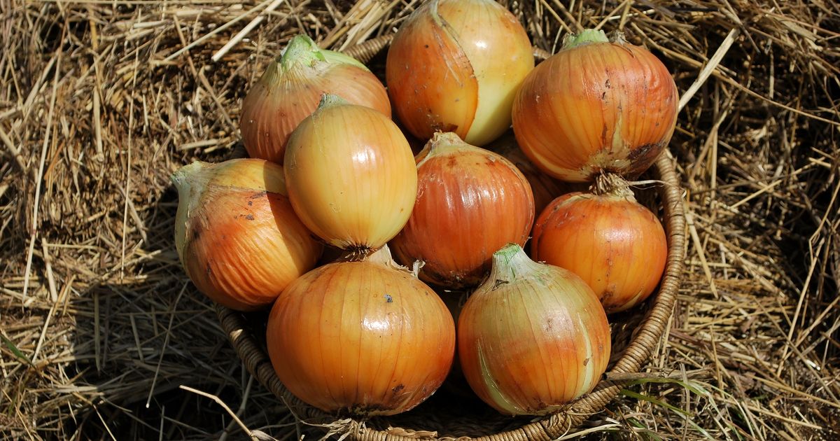 SeedsNew york early onion