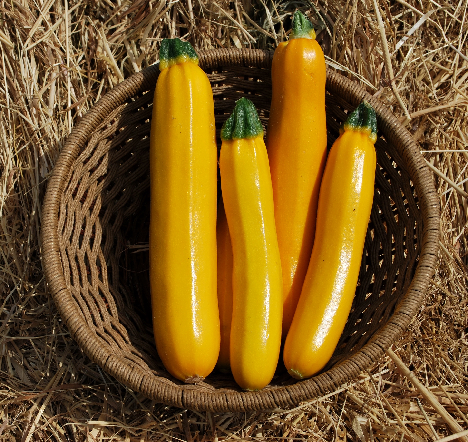 Golden Zucchini