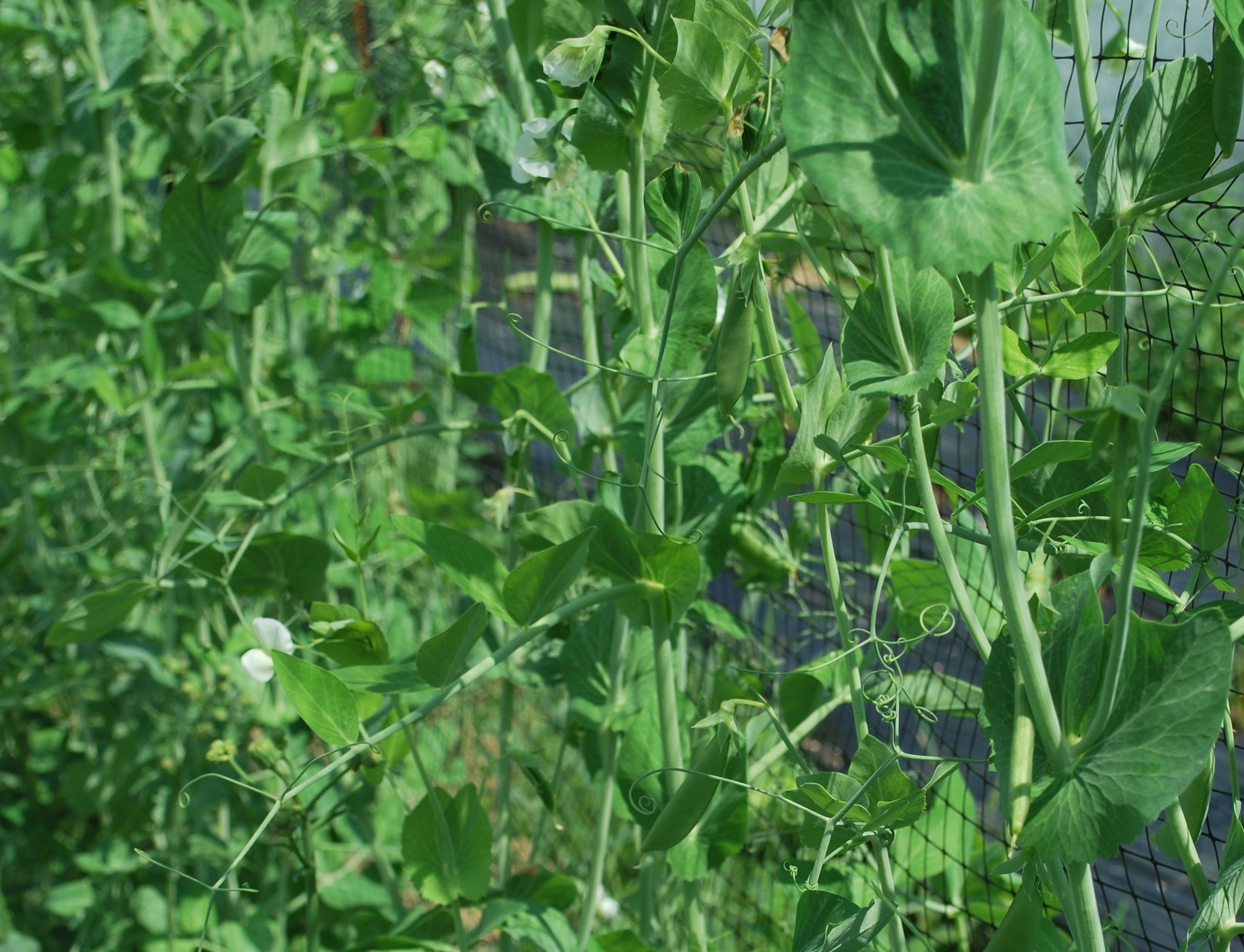 Pois Sugar Snap - Bio - Jardins de l'écoumène