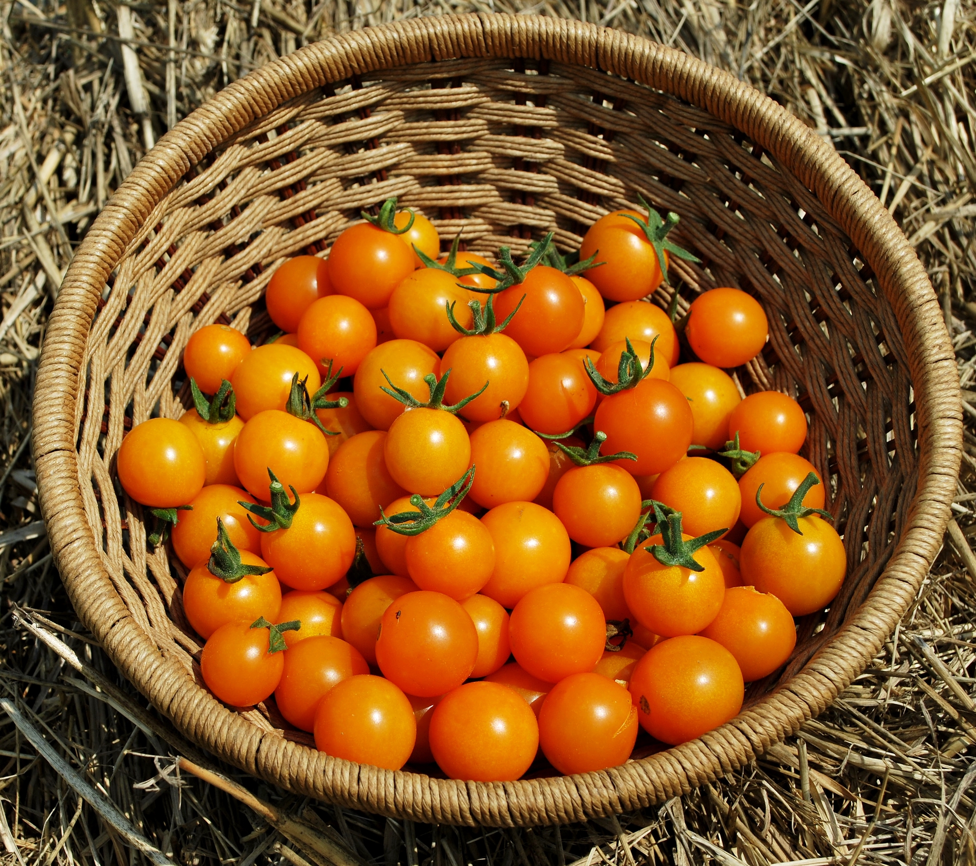Orange cherry tomato Soleil