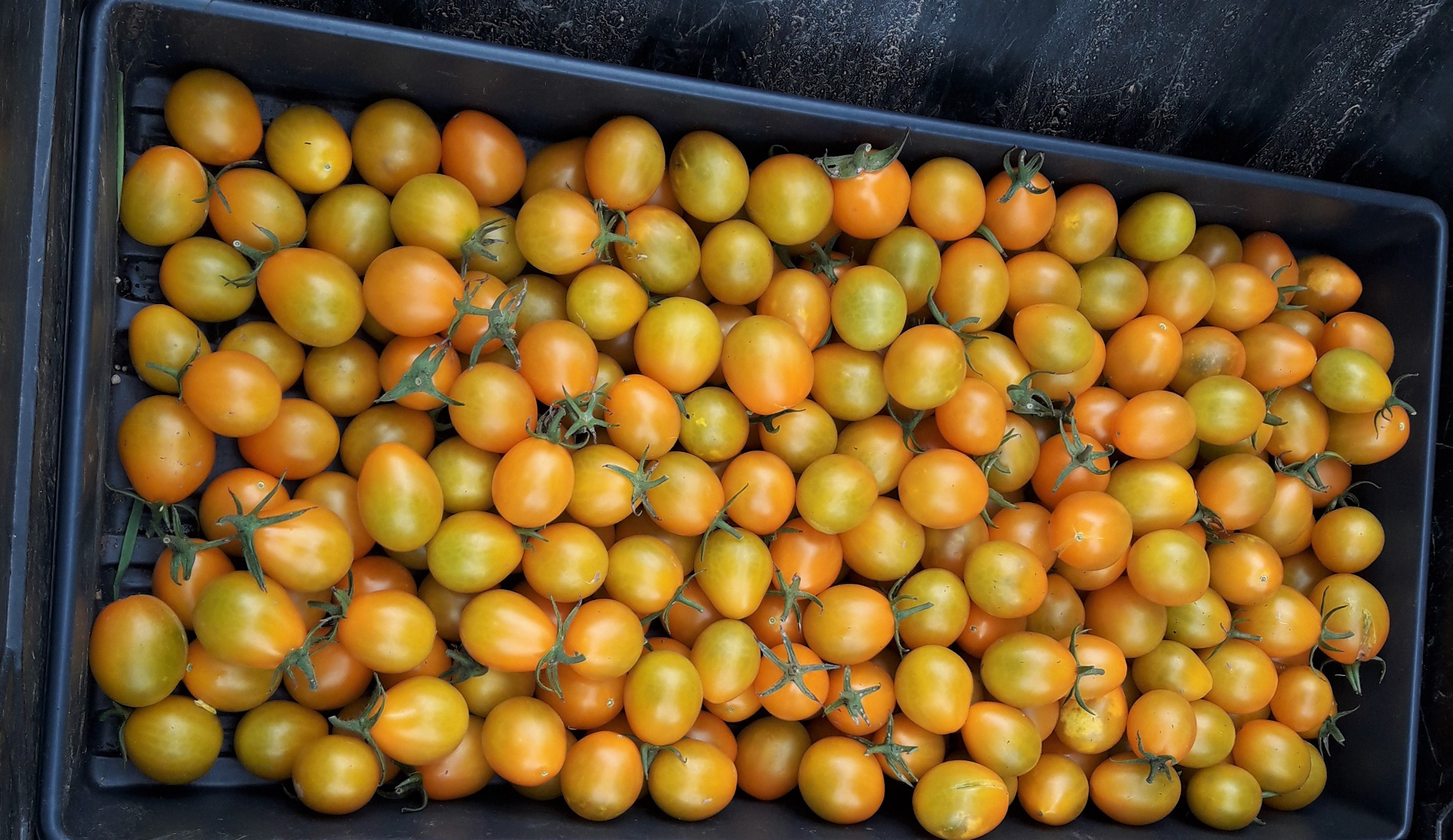 Loca seeds-Flaming sunburst tomato