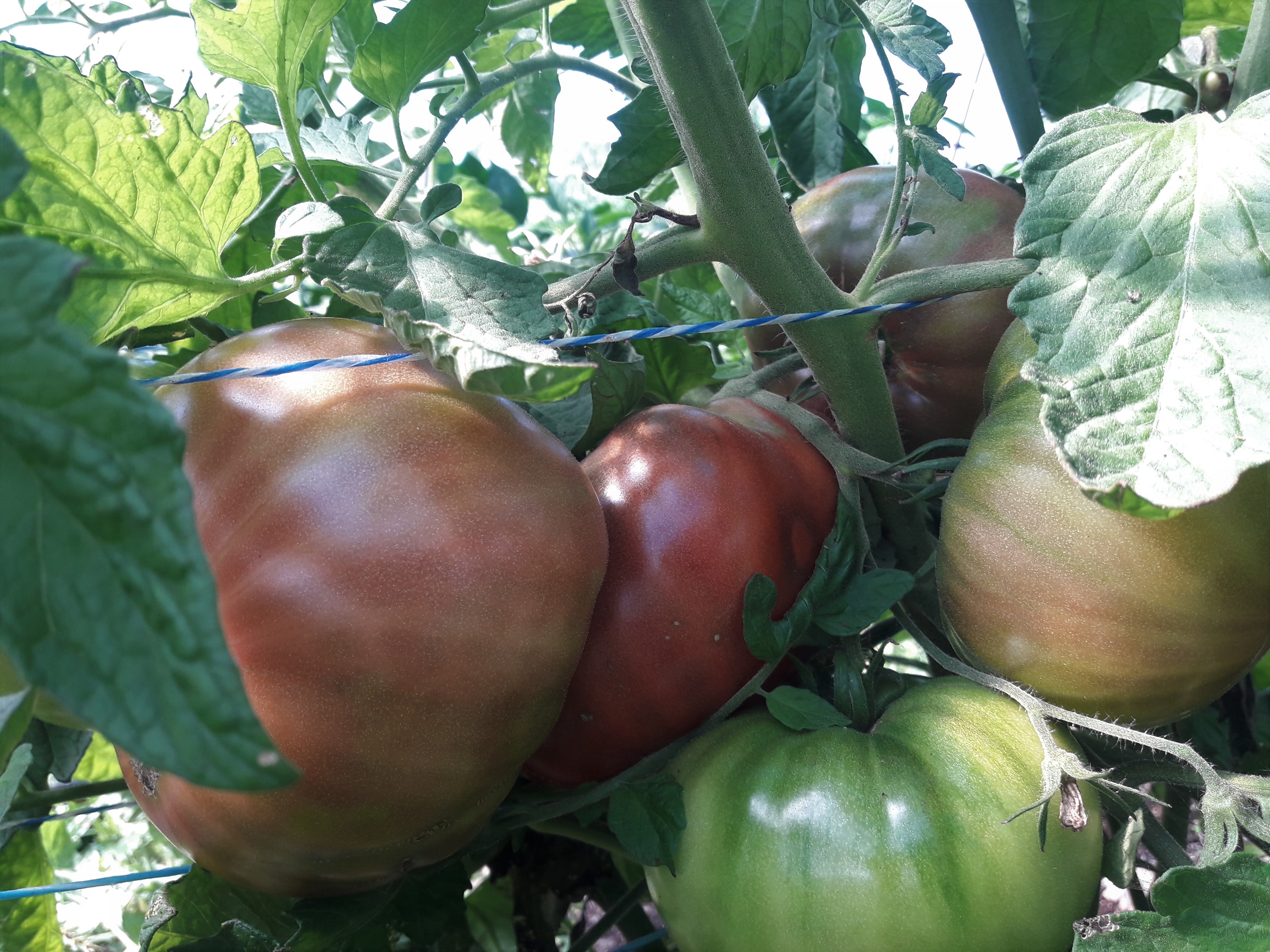 Local seeds - Carbon tomato