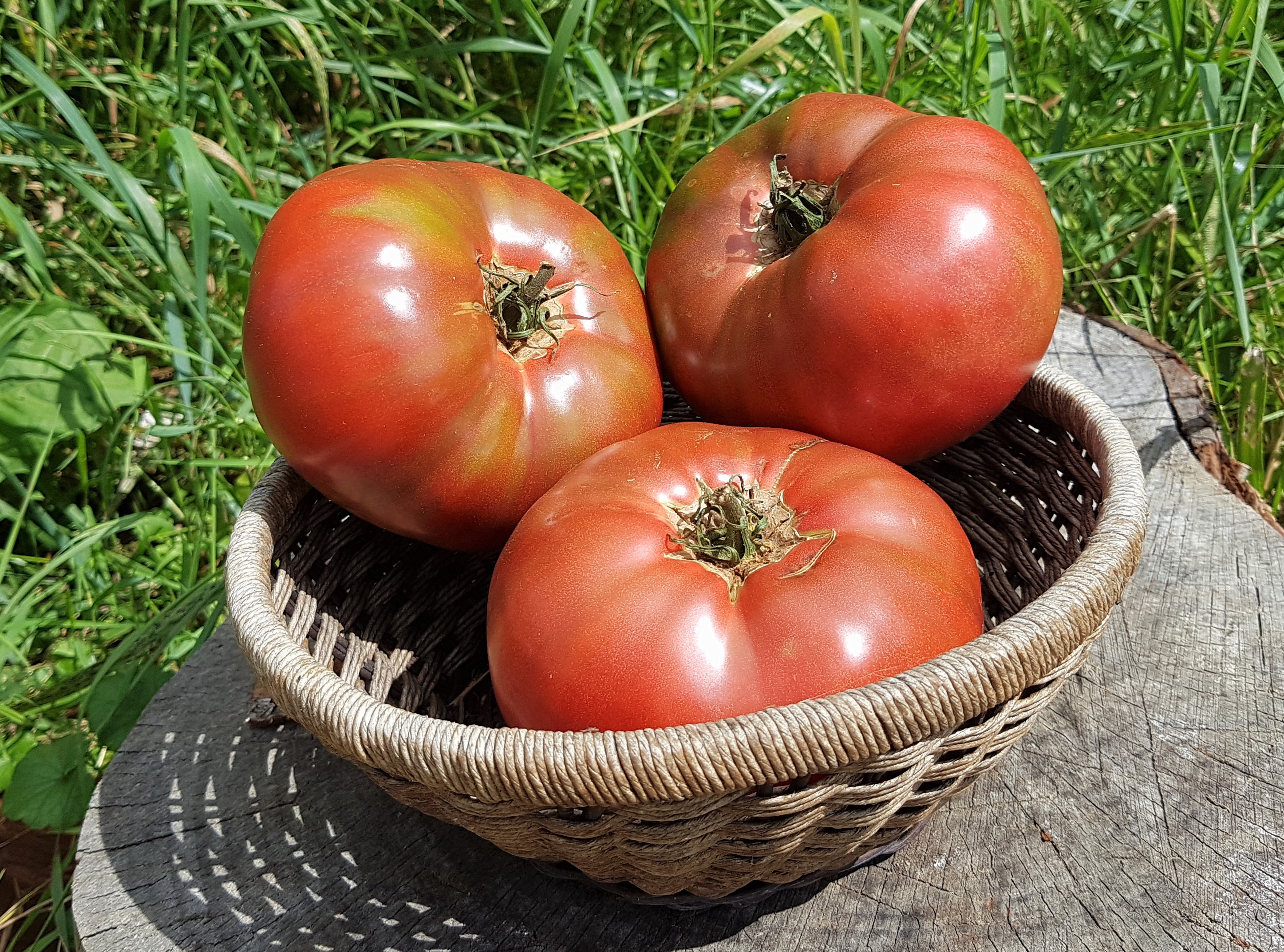 ドッグフード TOMATO zUBgwaxB_tomate-carbon.jpg?w=