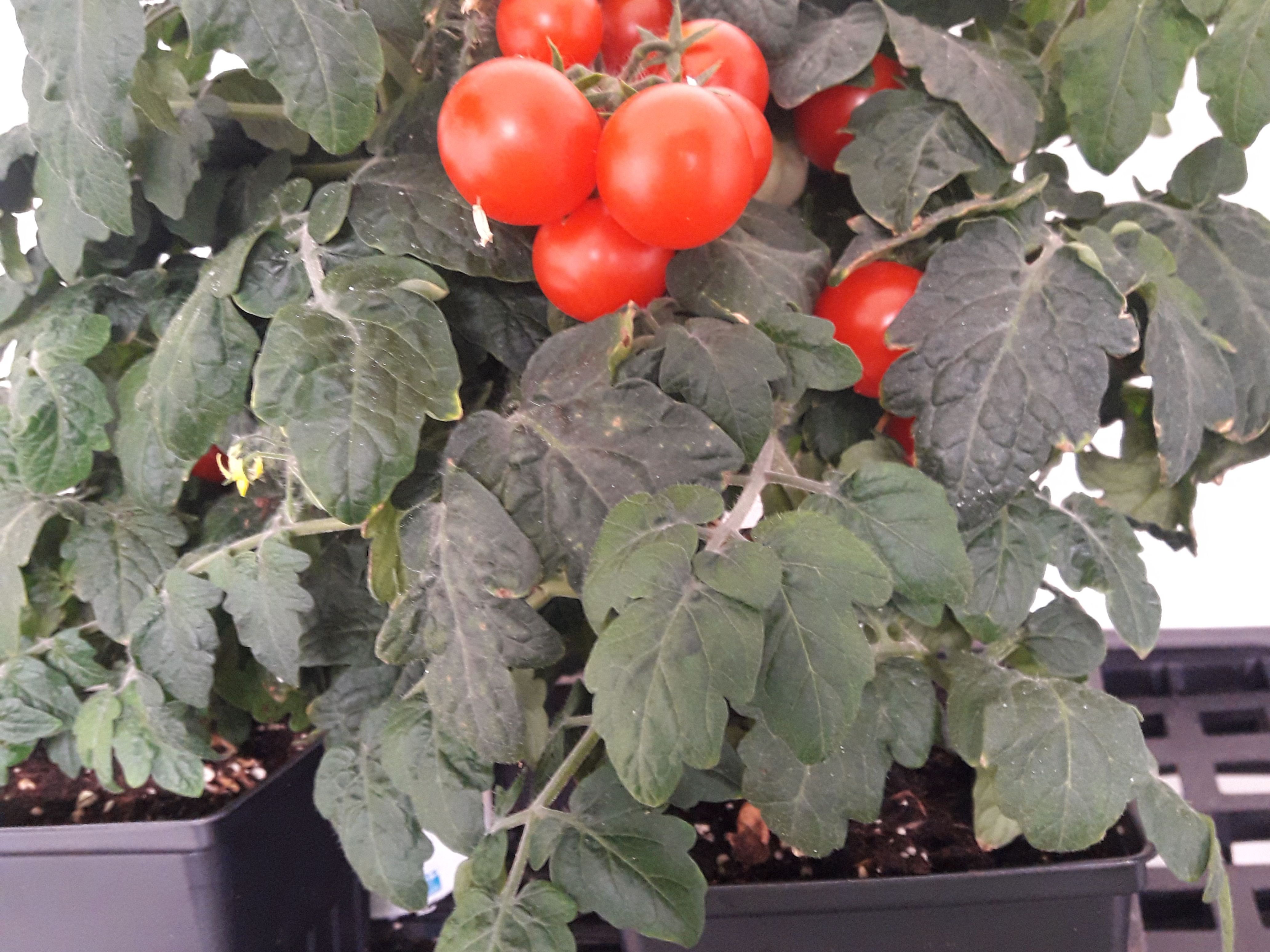 Plant NAIN Semences Tomates Red Robin, Tomates Cerises, Semences