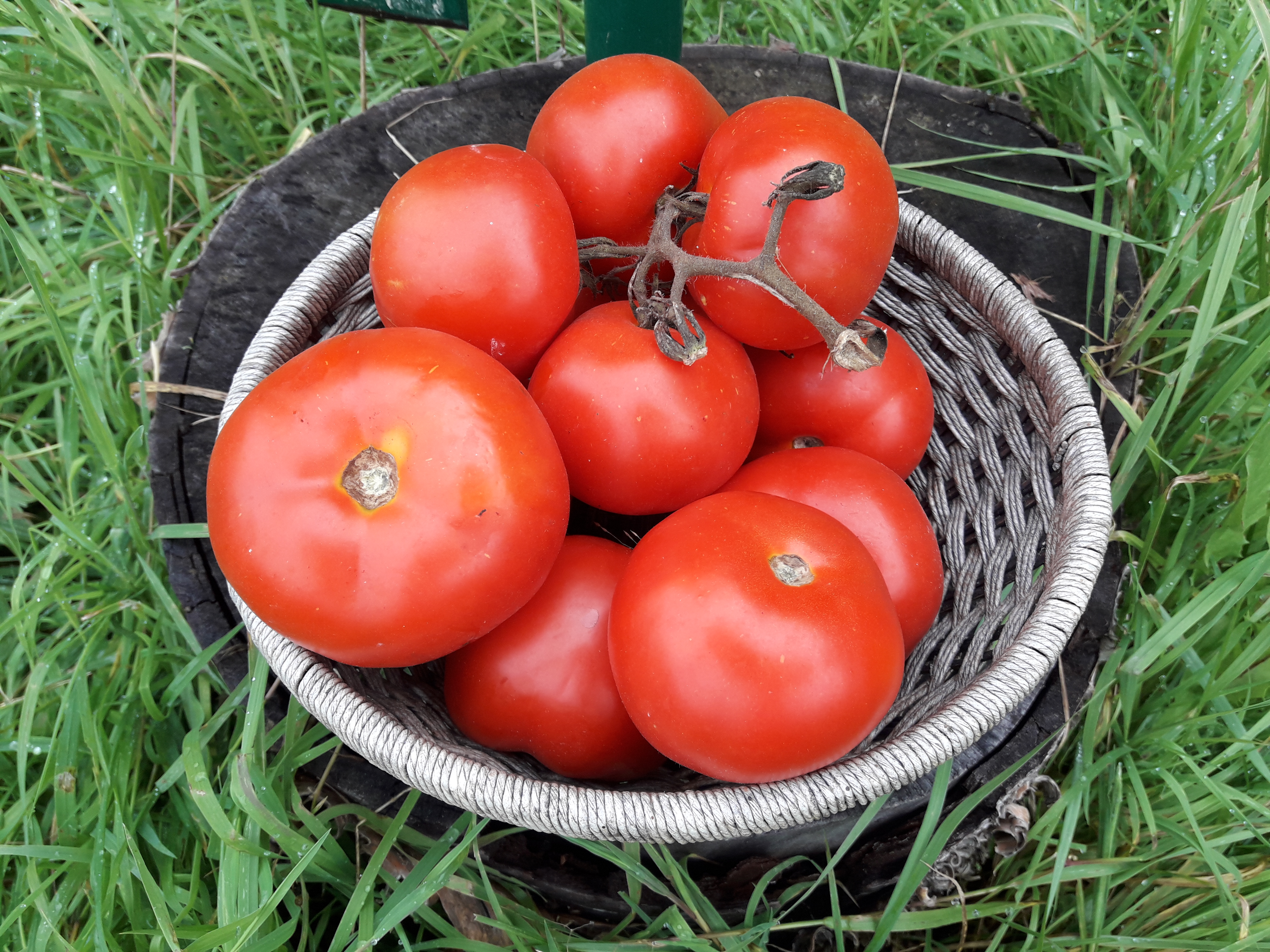 Local seeds- Oldendorf tomato