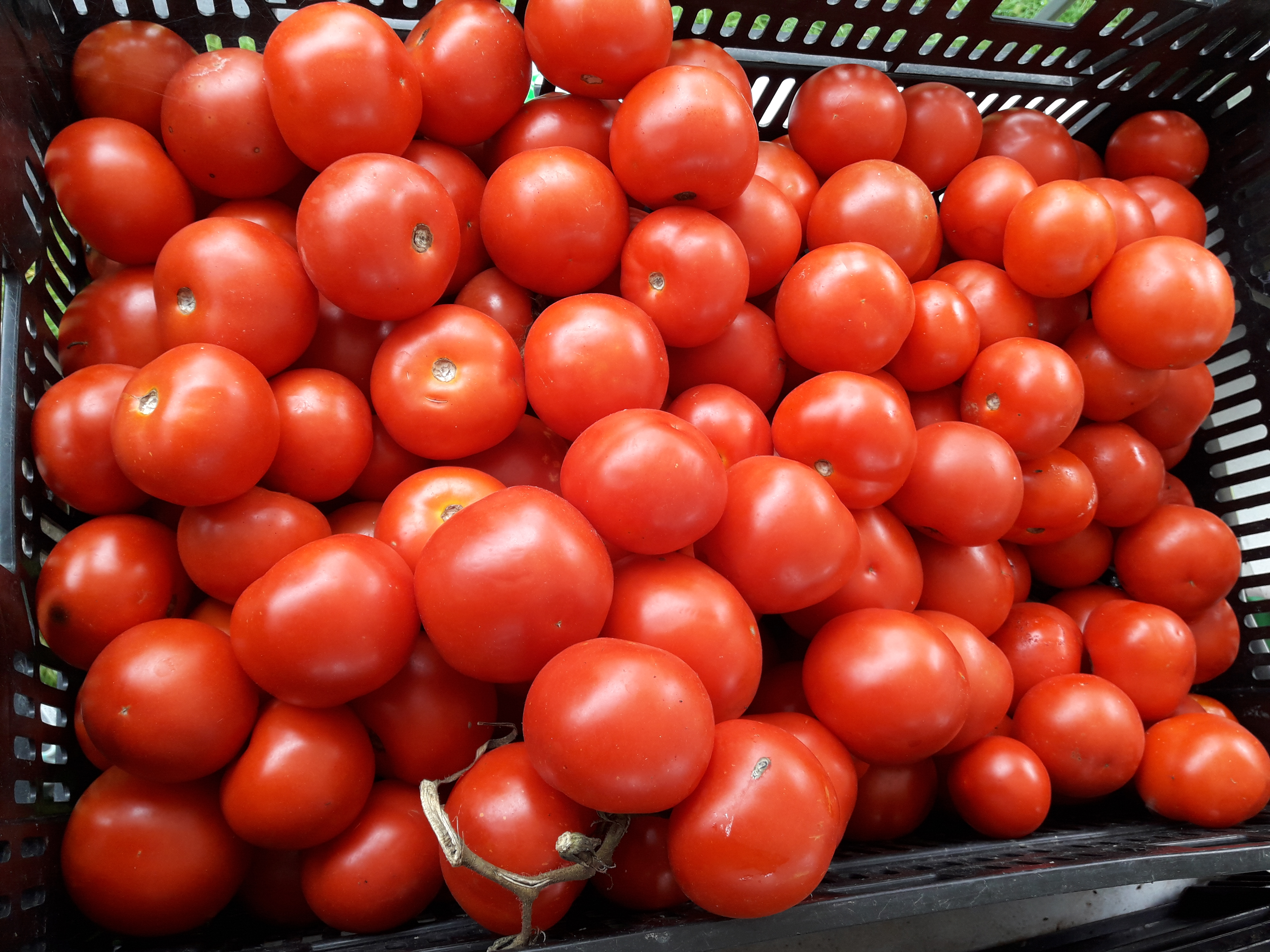 Local seeds- Oldendorf tomato