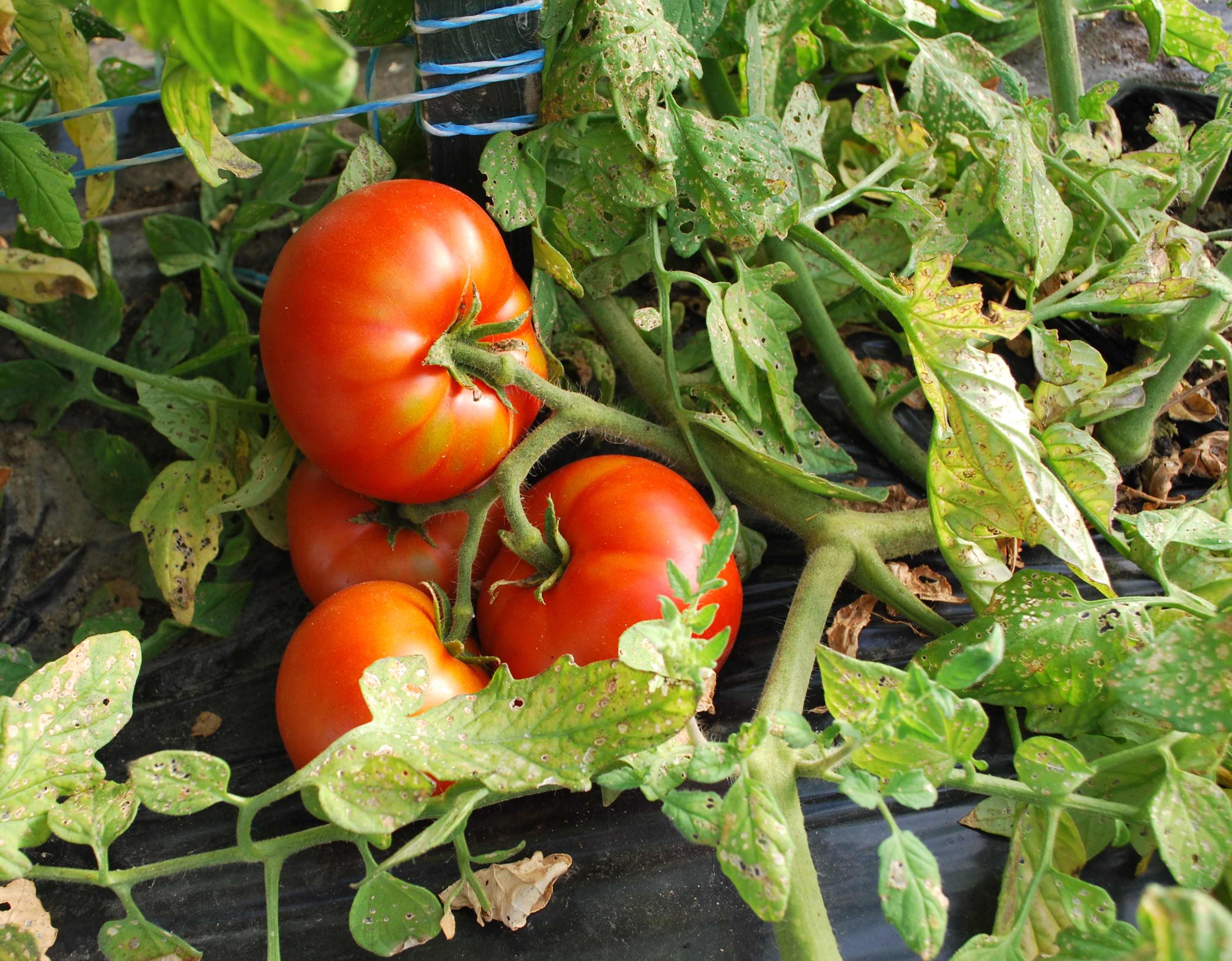 Organic seed- Moskvich tomato