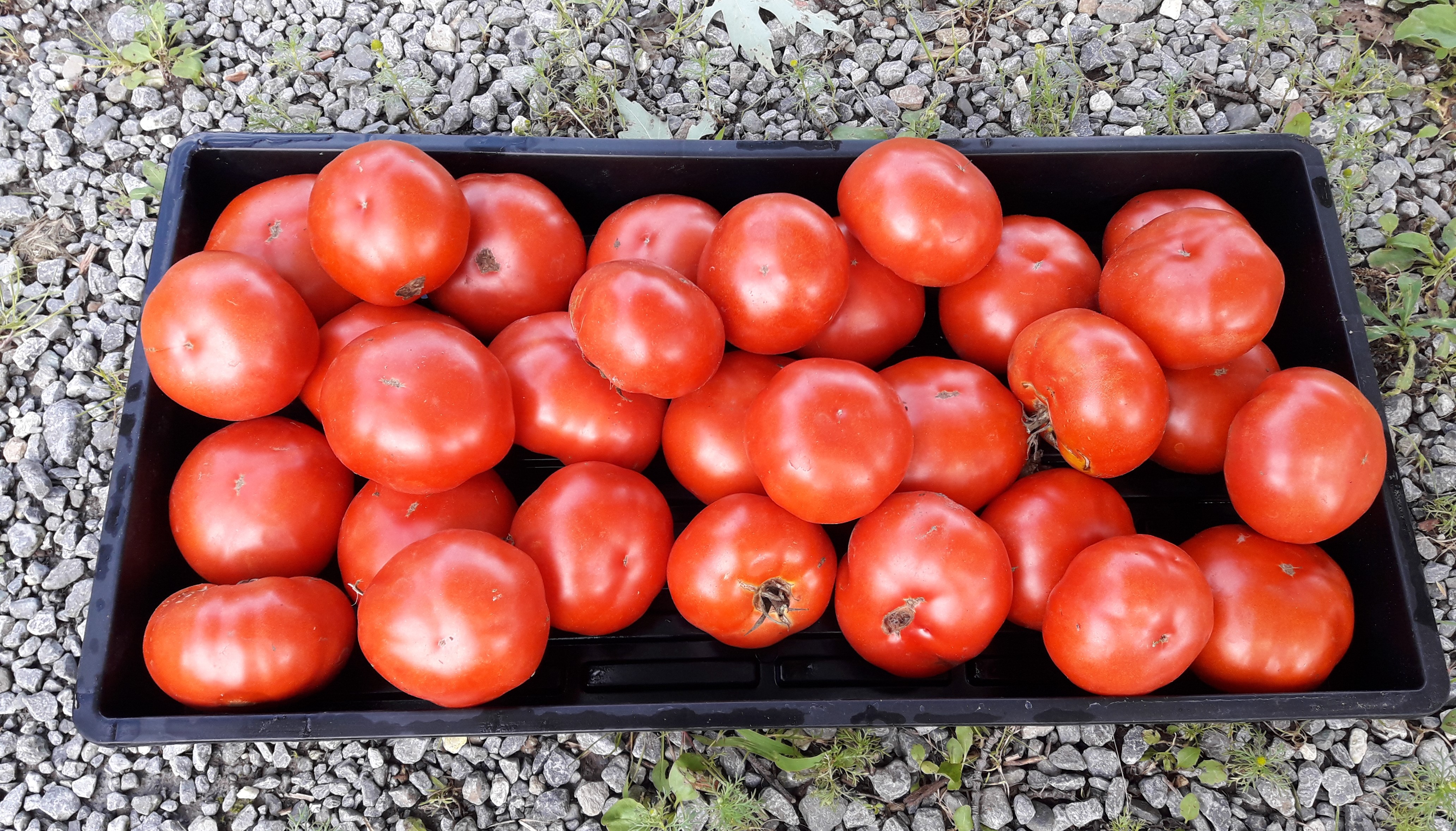 tomatoさん Martelli Tomato San Marzano Ag - 796 ml | Loblaws