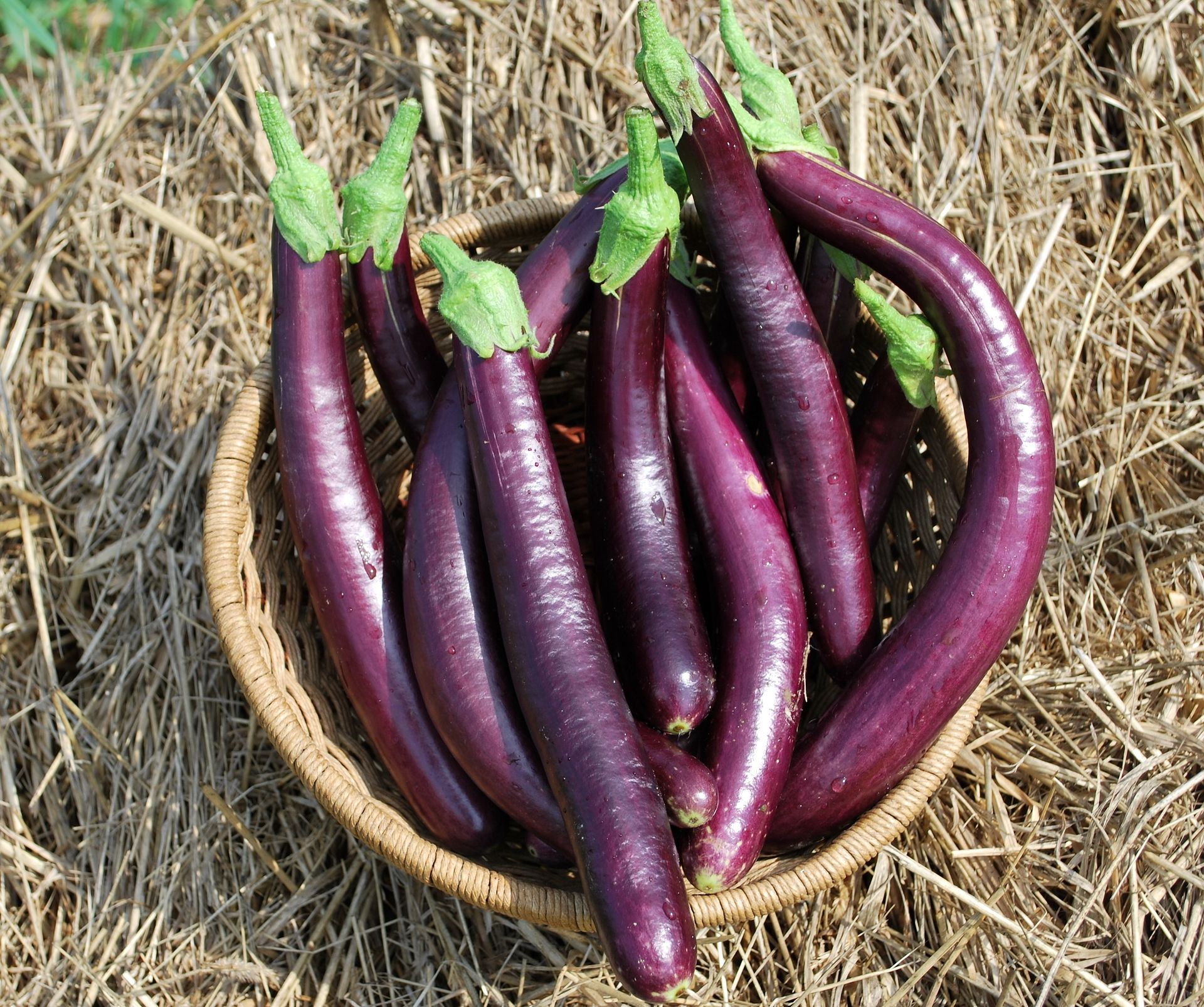 Aubergine Little Finger Bio