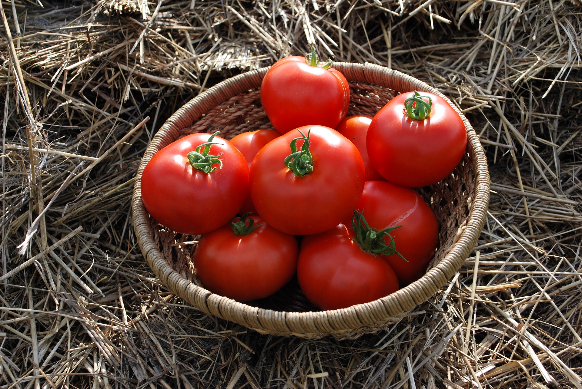 tomatoさん San Marzano Tomato DOP - 398 ml