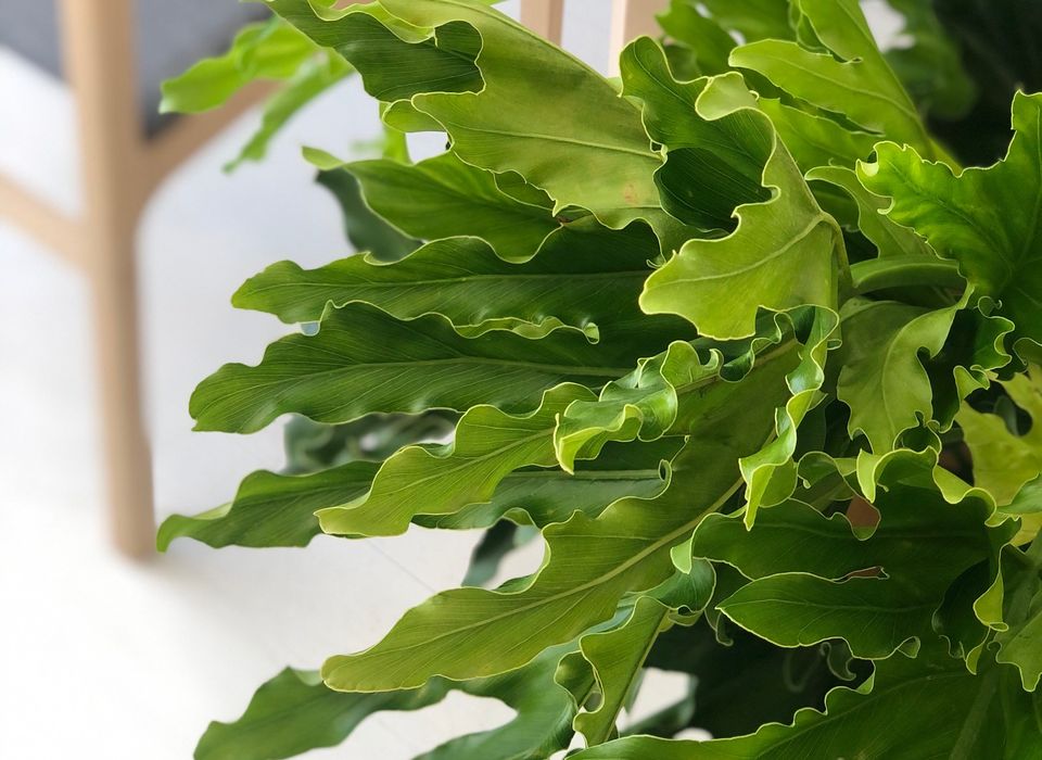 PHILODENDRON (SELLOUM HOPE)