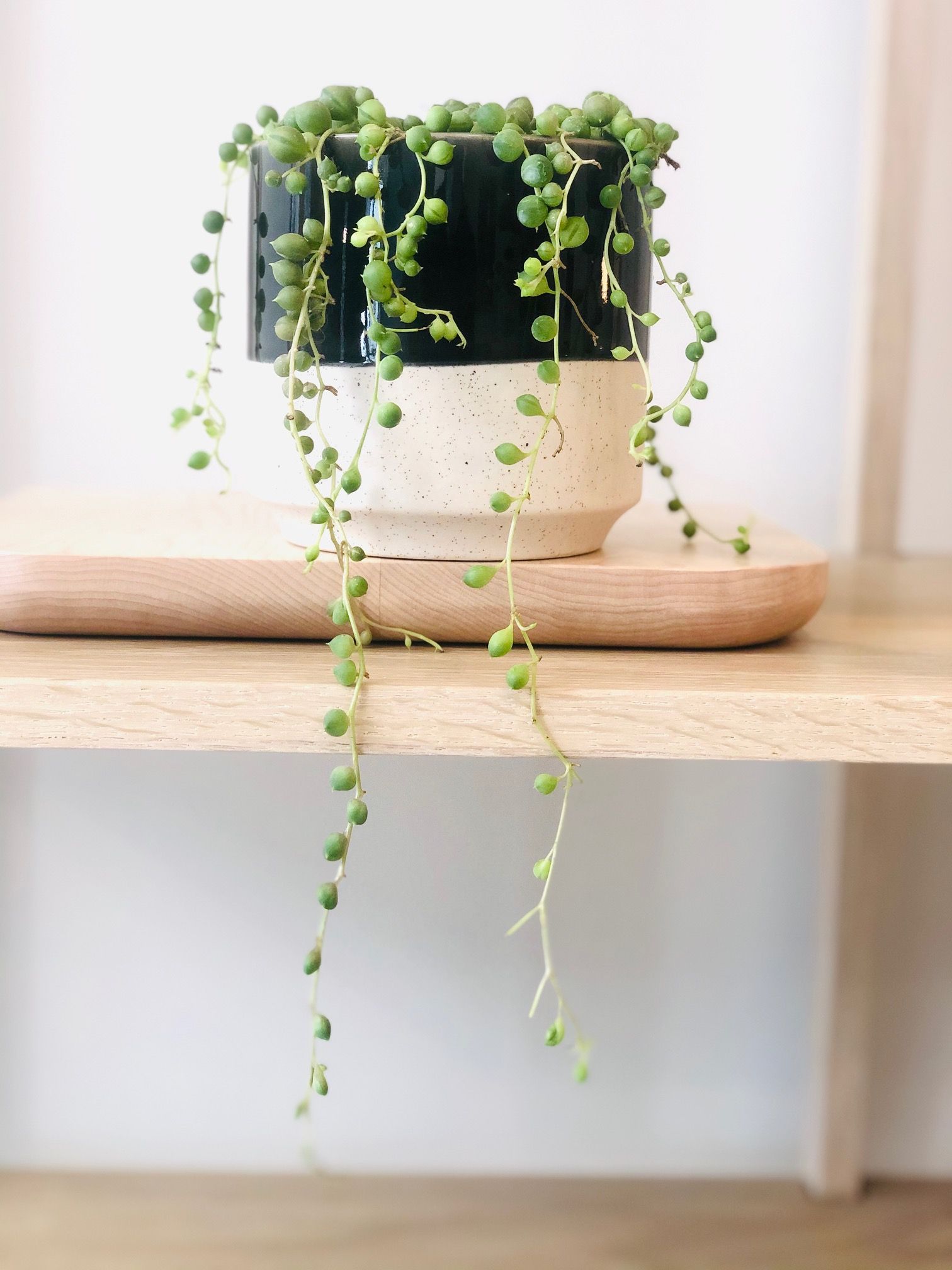 Senecio rowleyanus 'String of Pearls' — Articulture Designs