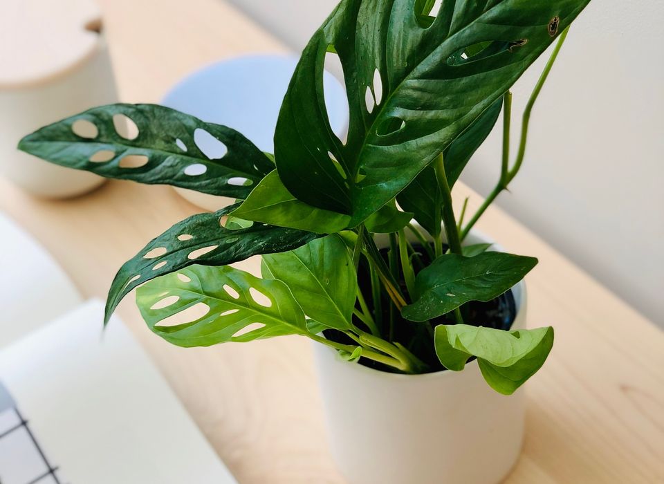 Philodendron Monstera Adansonii
