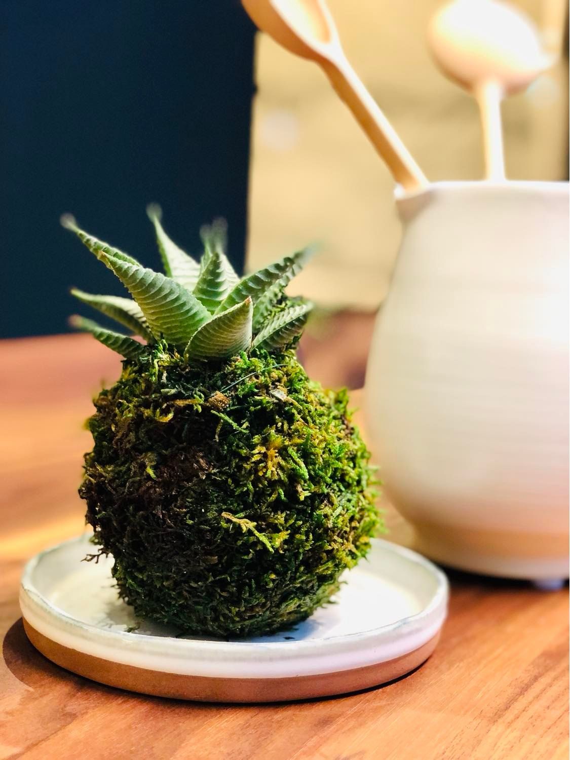 Eco Pochi Kokedama Moss Ball Pot  Moss balls, Kokedama, Japanese