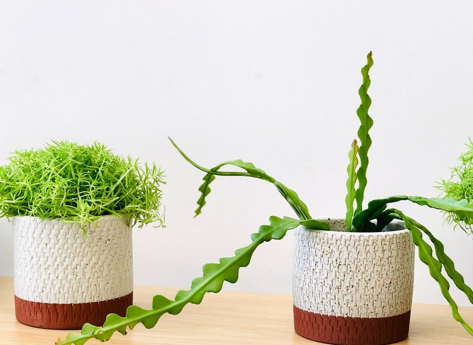 thai monstera kaufen Thai Monstera Constellation | Including Care Guide main image 0