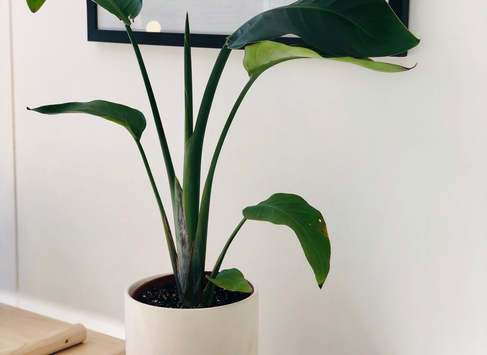 Strelitzia nicolai