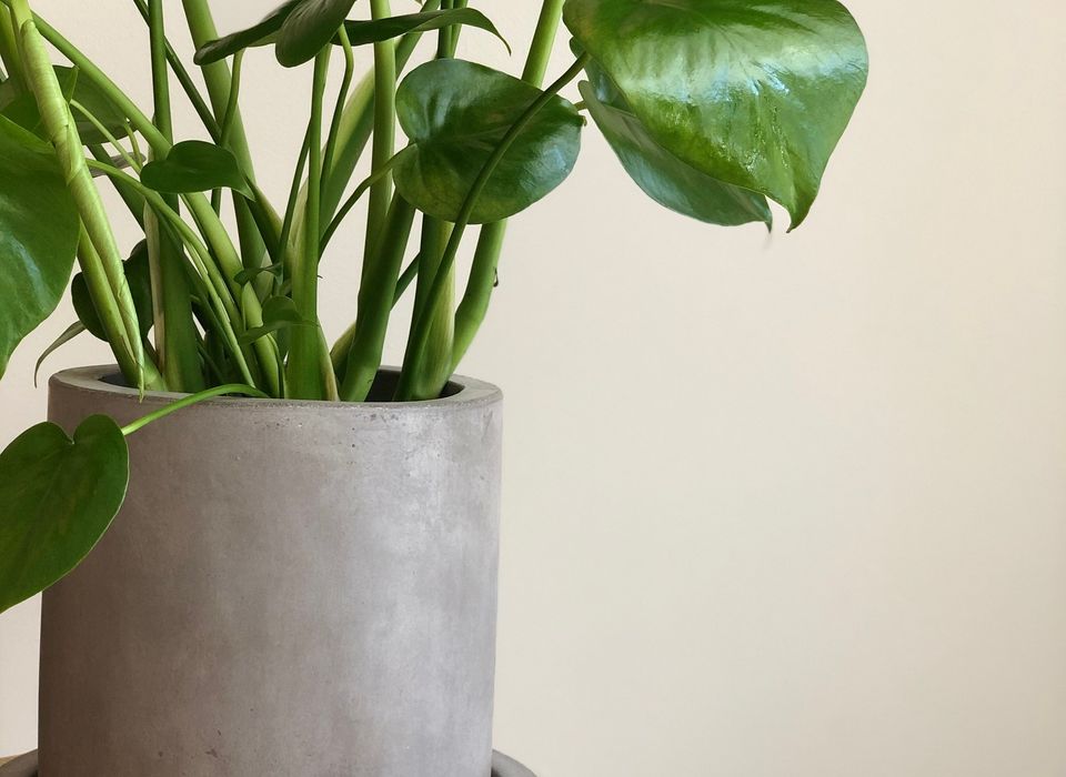 PHILODENDRON (MONSTERA DELICIOSA)