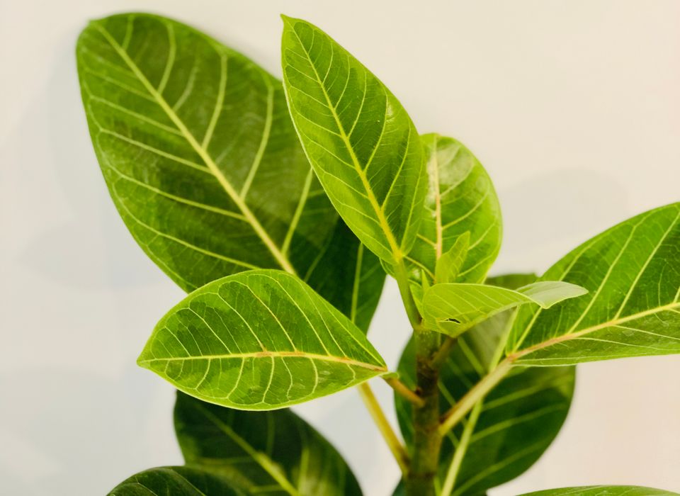 croton plant mammy Shop Croton Mammy (Codiaeum Variegatum): Easy-Care & Stylish