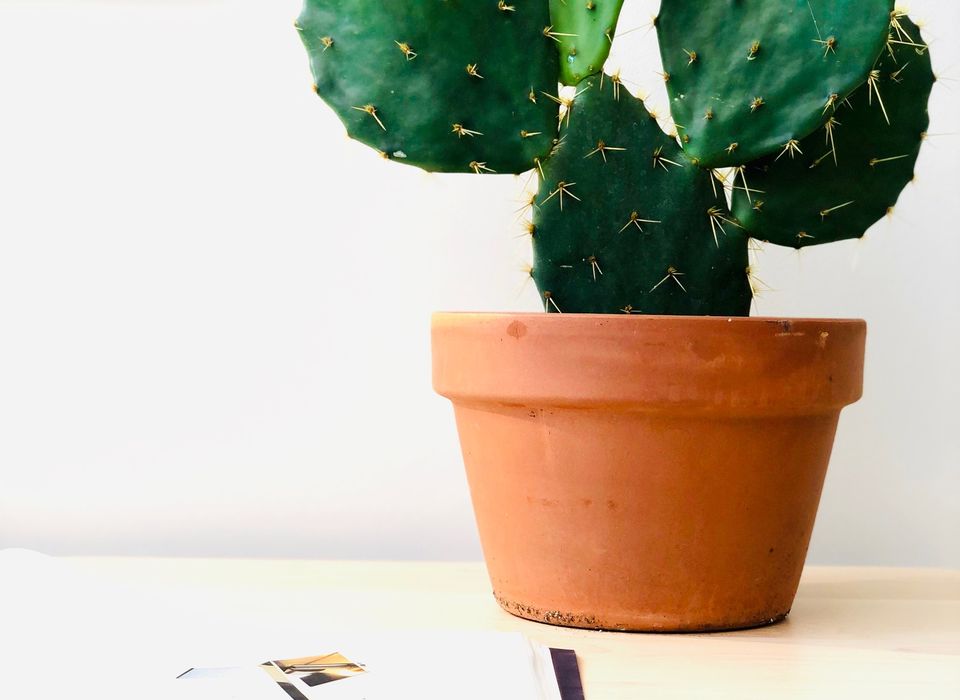 Cactus de collection