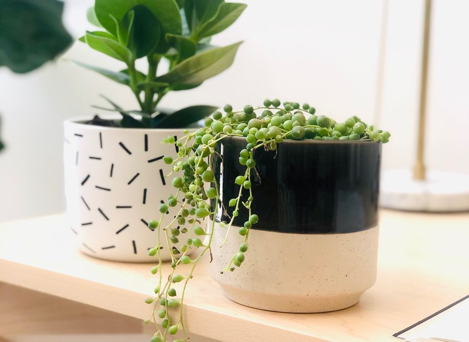 Plant In A Box - Senecio Rowleyanus Set De 2 - Cordon De Perles - Plante Suspendue Pot 12cm