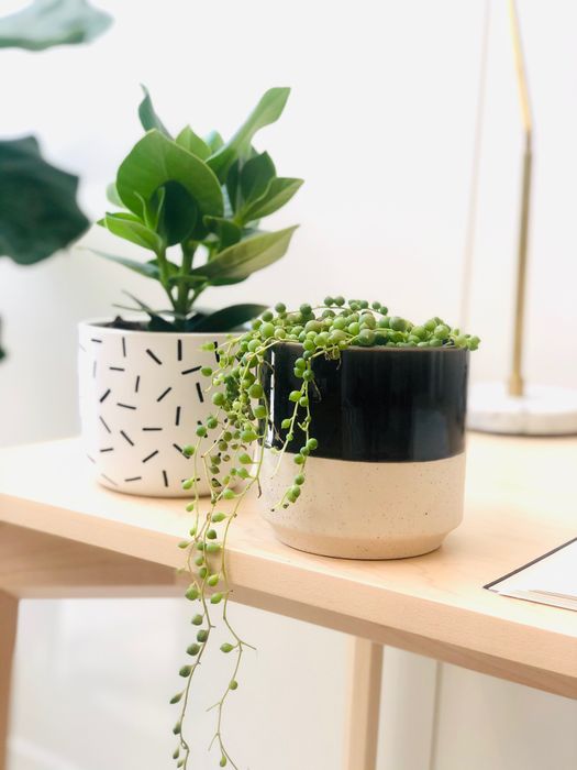 Plant In A Box - Senecio Rowleyanus Set De 2 - Cordon De Perles - Plante Suspendue Pot 12cm