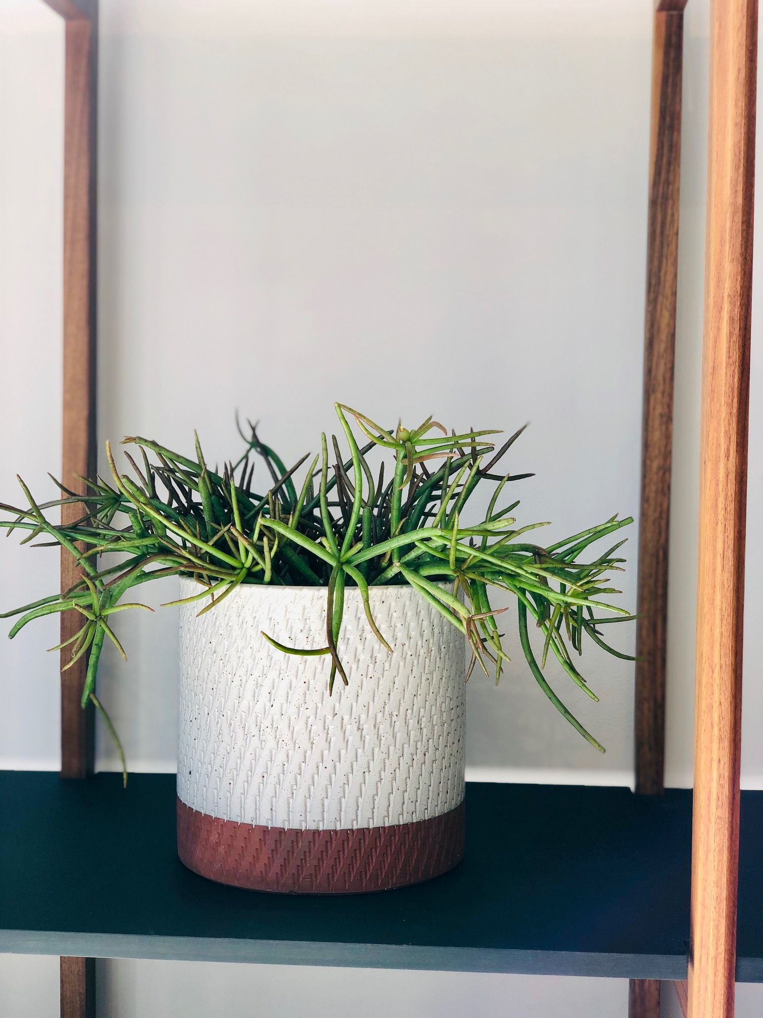 Rhipsalis Baccifera: Plante d'intérieur pendulaire unique - 55 caractères –  La Green Touch