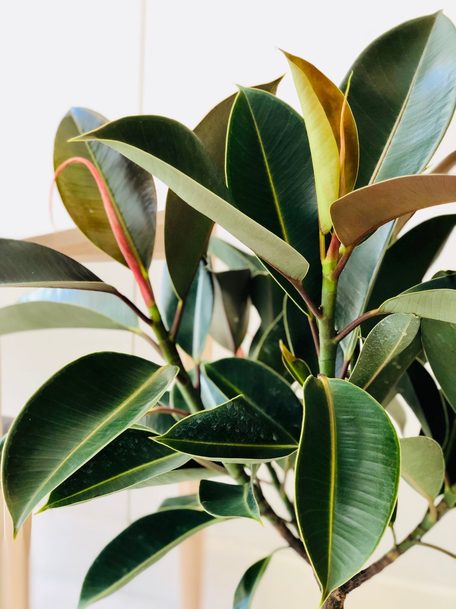 Ficus Elastica - Rubber Tree – Chicago Plants