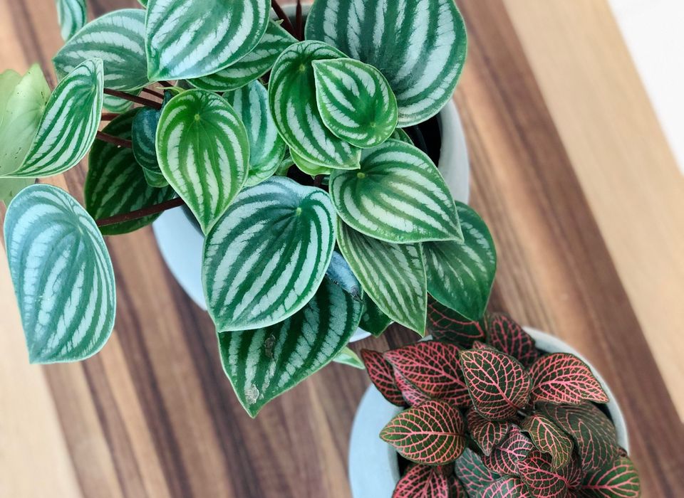 Peperomia argyreia variegated / 極斑入り スイカペペロニア⑤