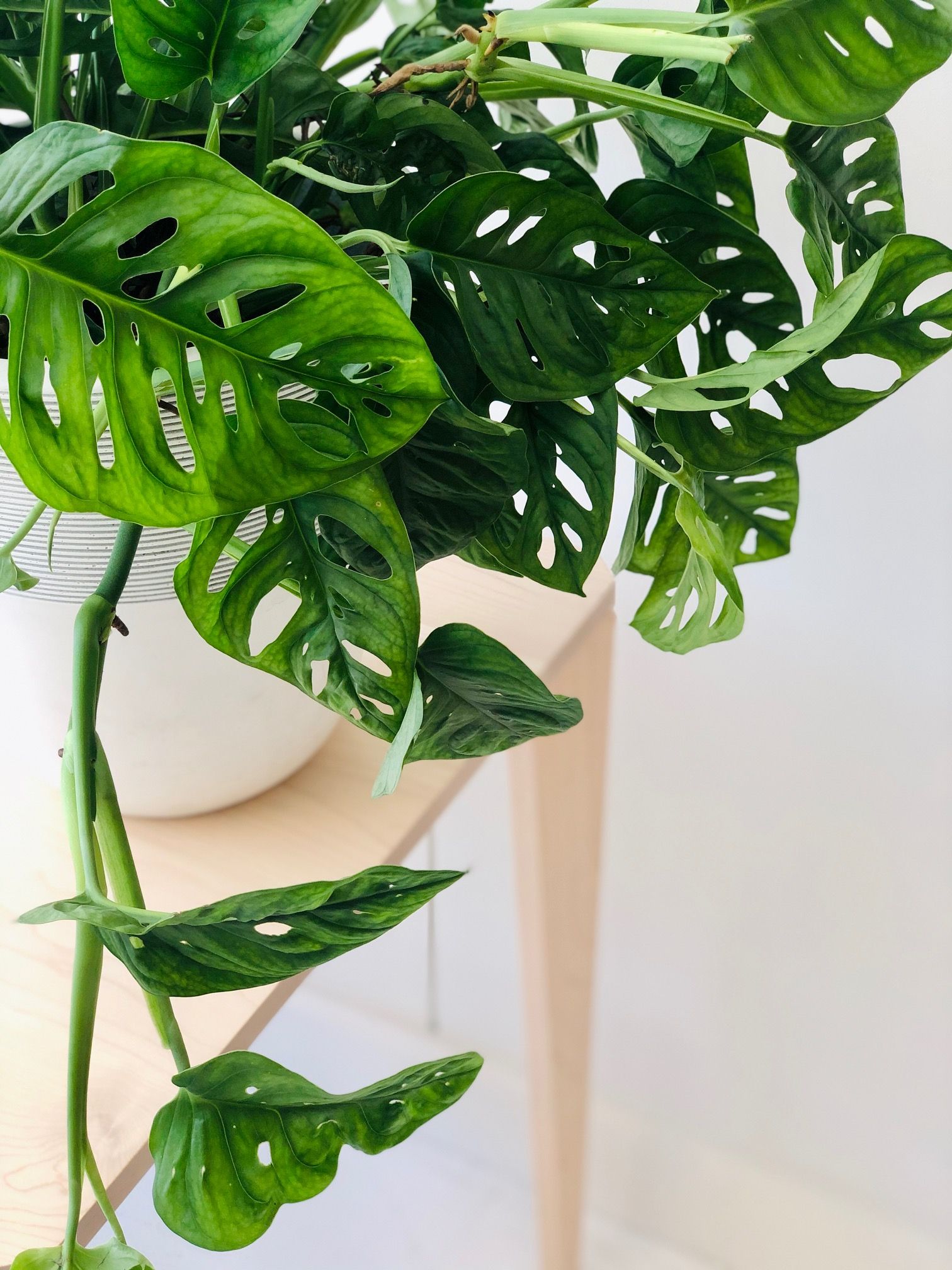 Philodendron Monstera Adansonii