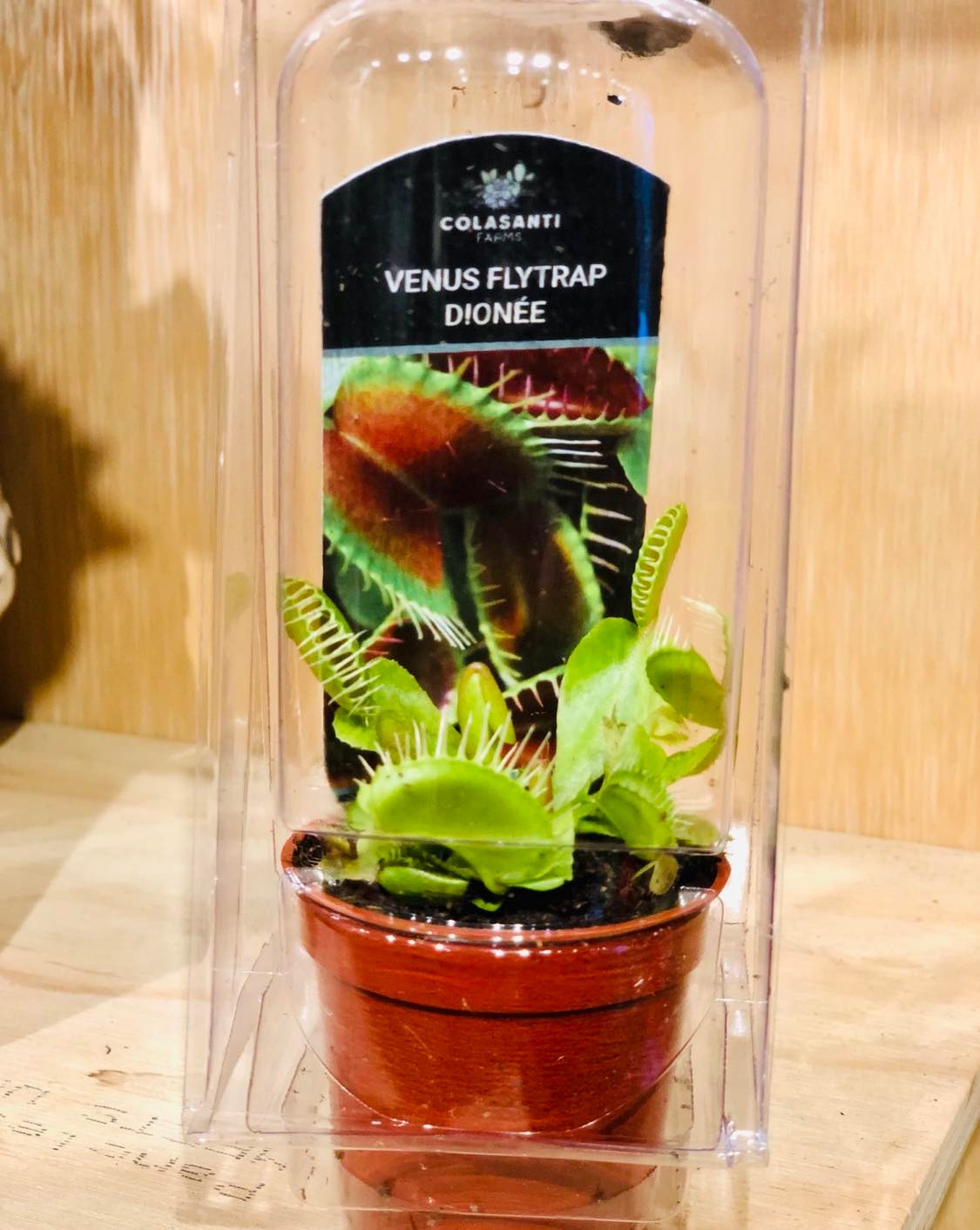 Dionaea muscipula (Venus Flytrap)