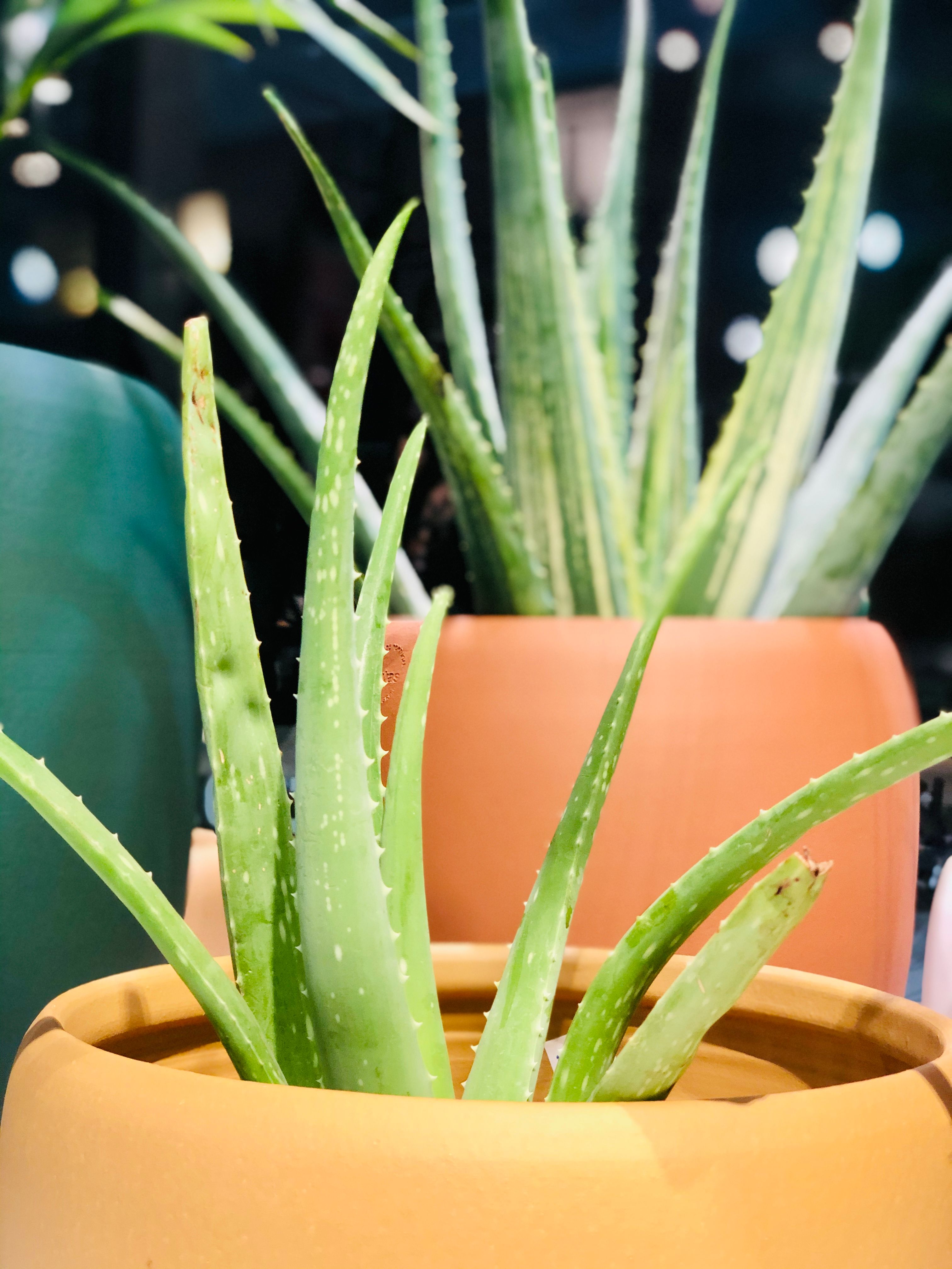alkohol aus agave Agave Liqueur – Ventura Spirits