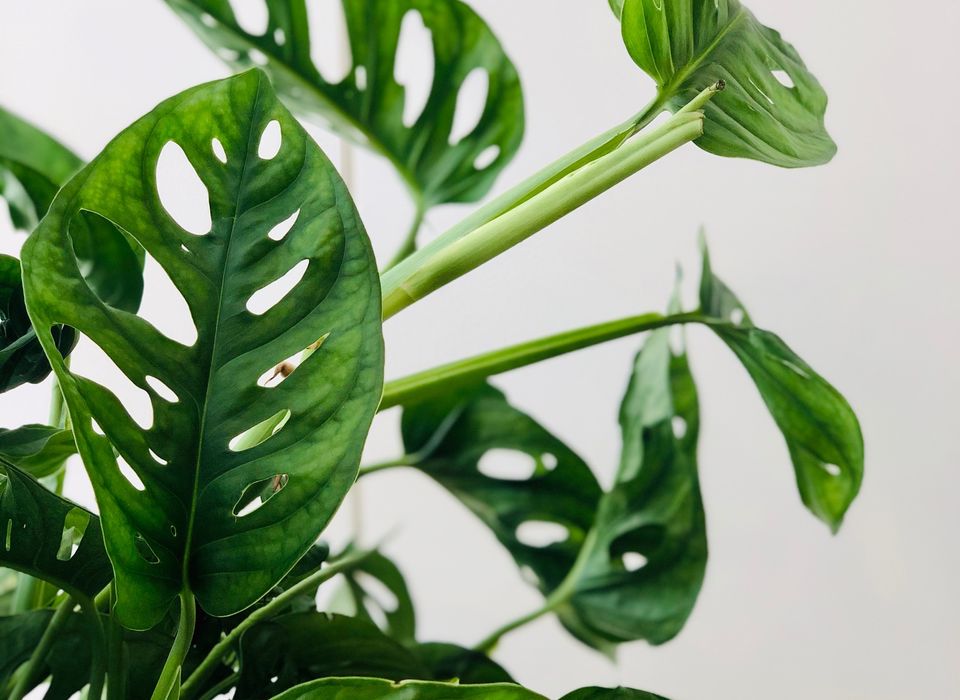 Philodendron Monstera Adansonii