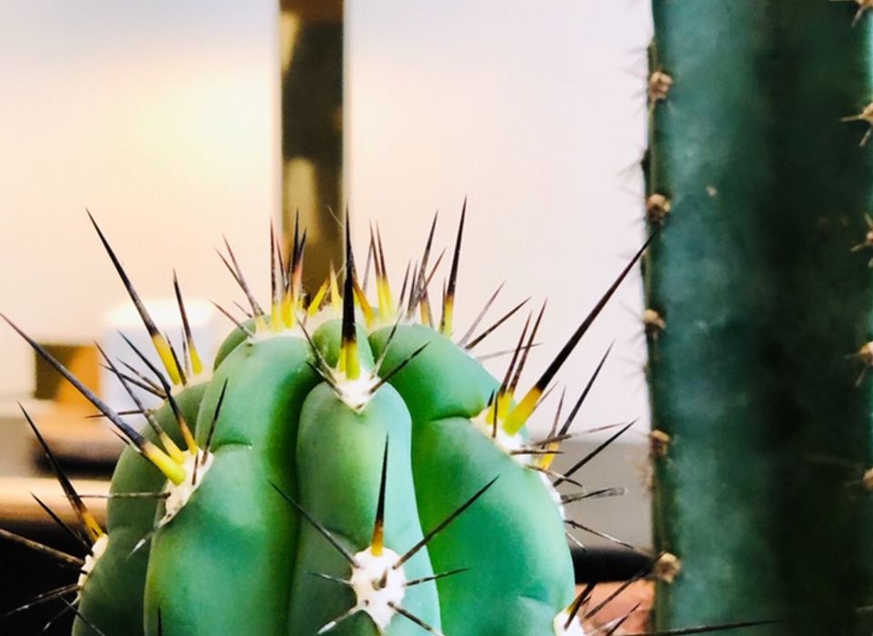 Cactus de collection