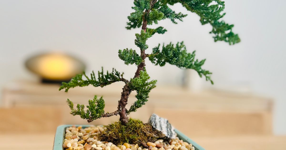 Bonsai S Form Pot Ceramique