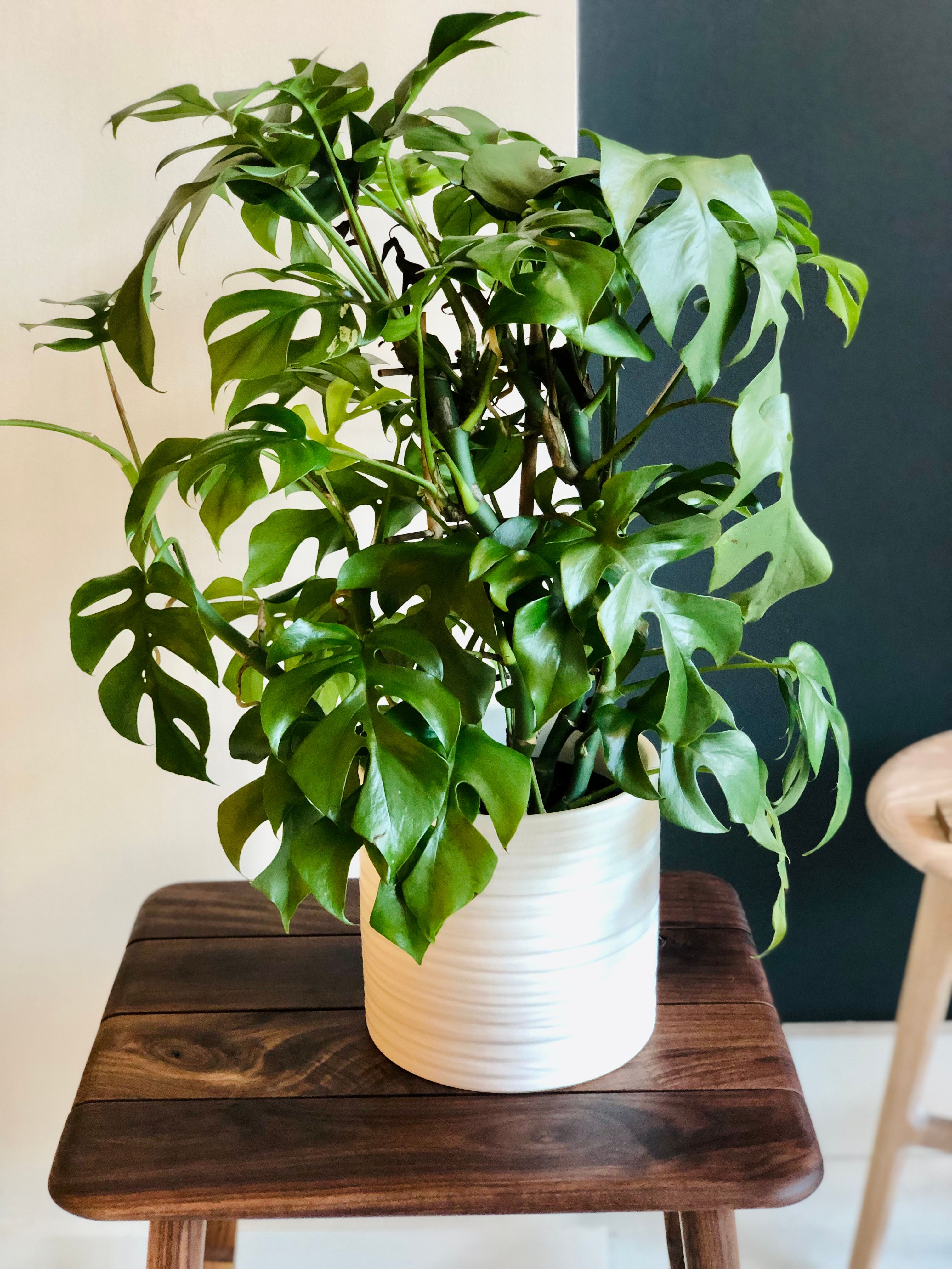 philodendron pluto caramel Philodendron 'Caramel Pluto' main image 0