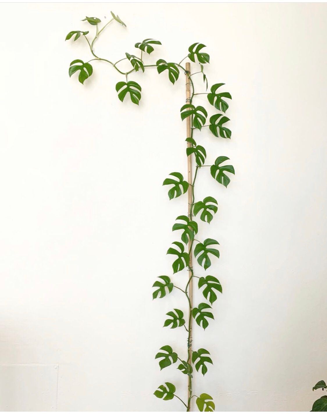 PHILODENDRON (MONSTERA GINNY)