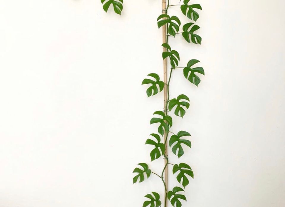 PHILODENDRON (MONSTERA GINNY)
