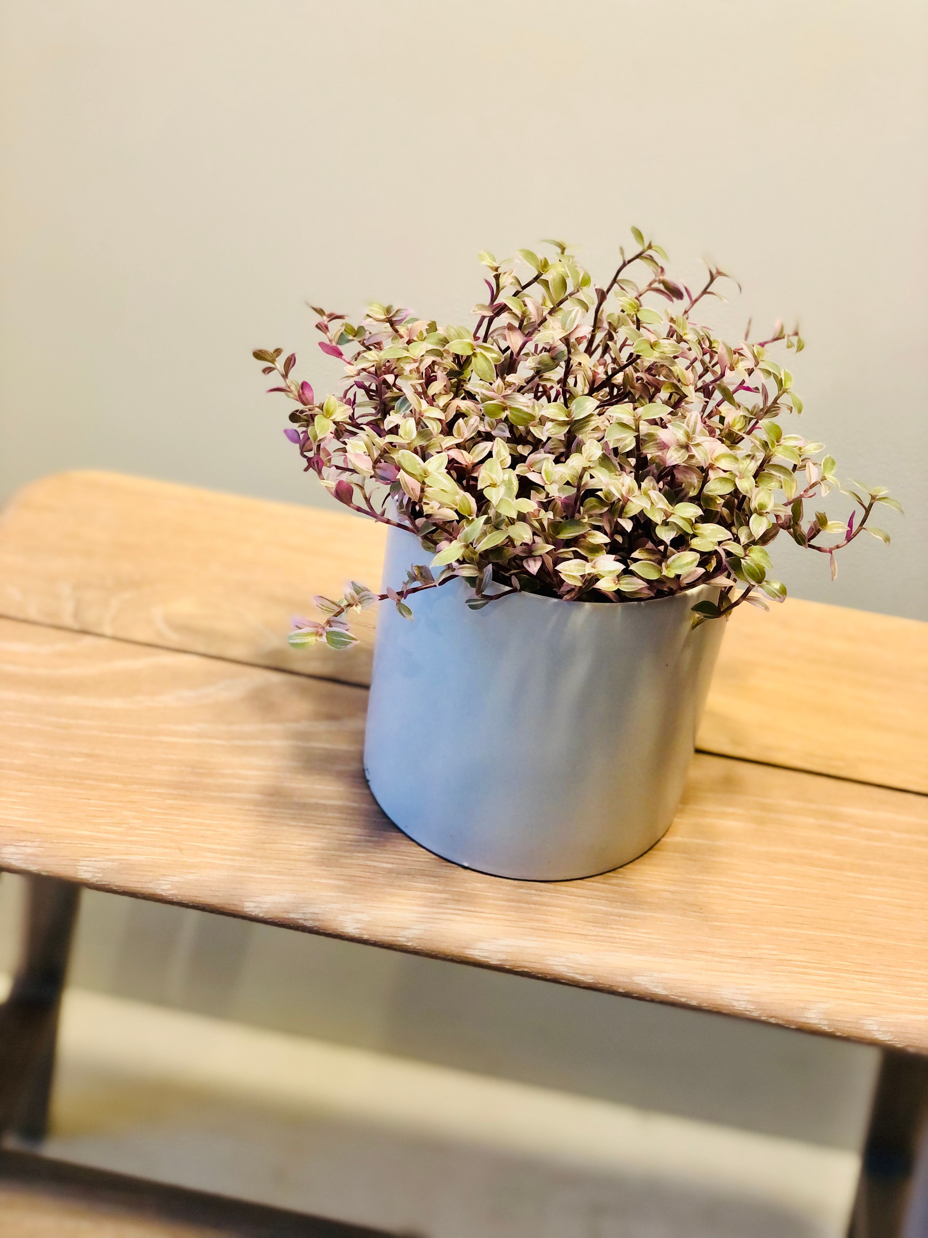 Fermer Rose Dame Ou Callisia Repens Ou Tortue Vigne Ou Pouce Plante Belle  Plantes Pousser En Céramique Noir Pot Dans Le Jardin. Photo stock - Image  du centrales, croissance: 224787092