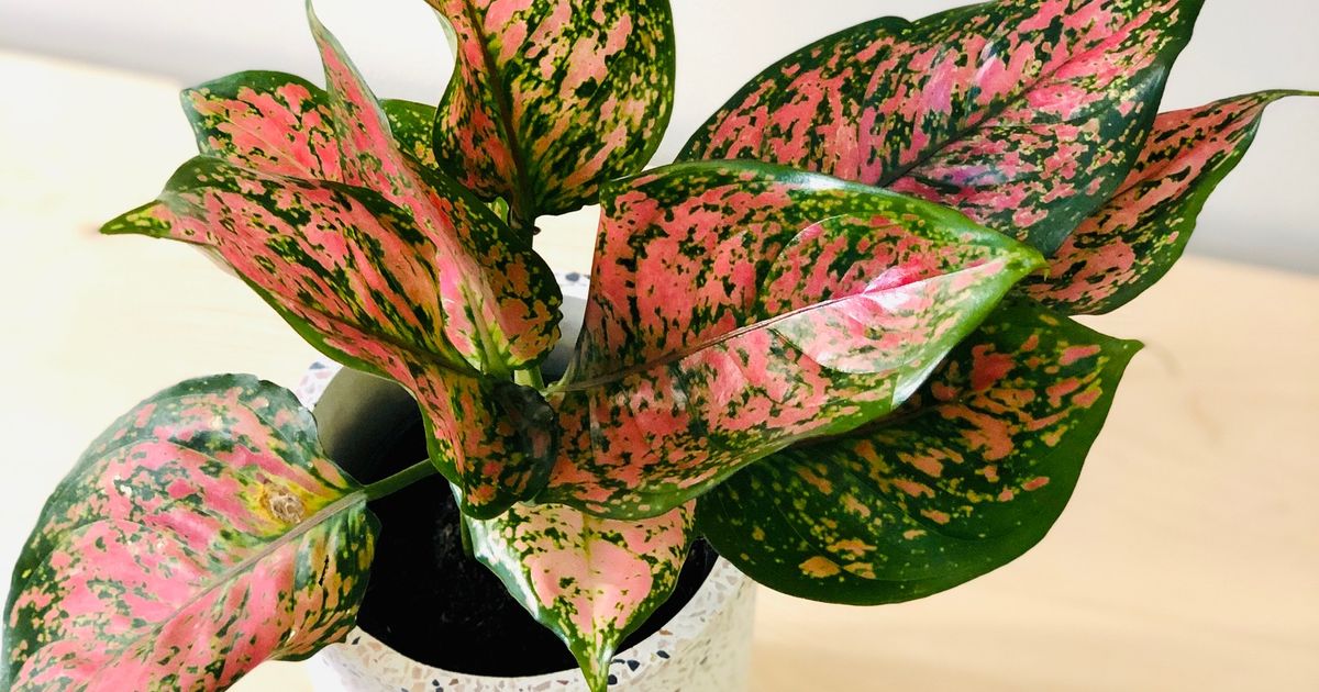 AGLAONEMA (RED VALENTINE)