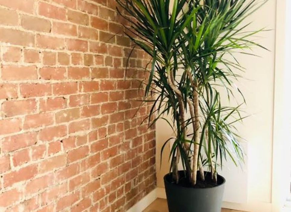 DRACAENA MARGINATA