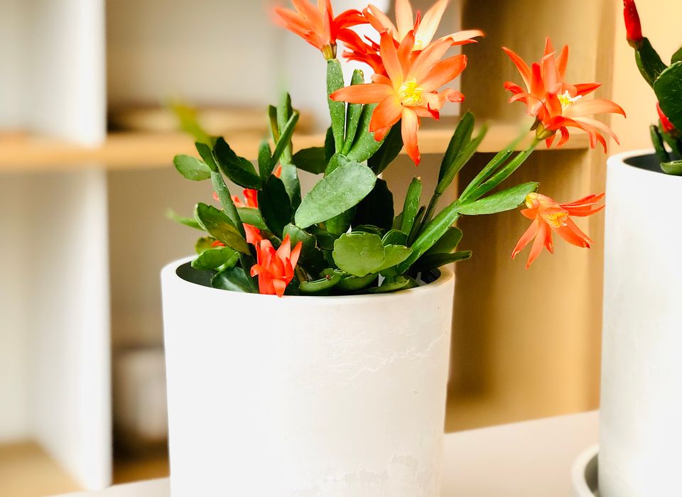 PHIPSALIDOPSIS (EASTER CACTUS)