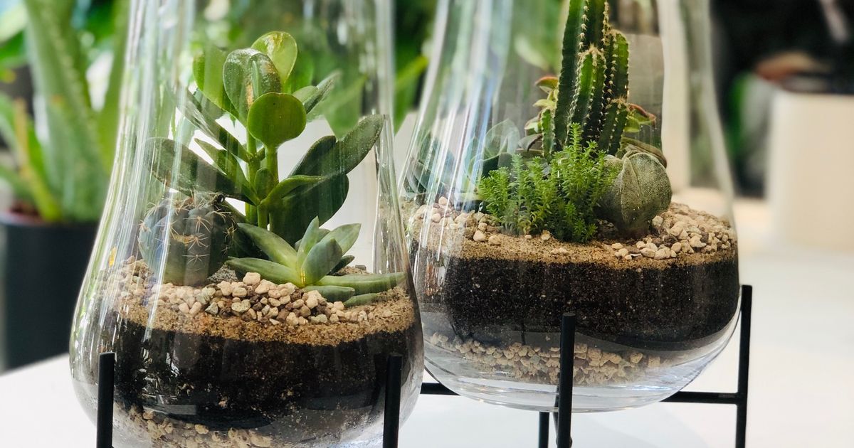 TERRARIUM VENTURE